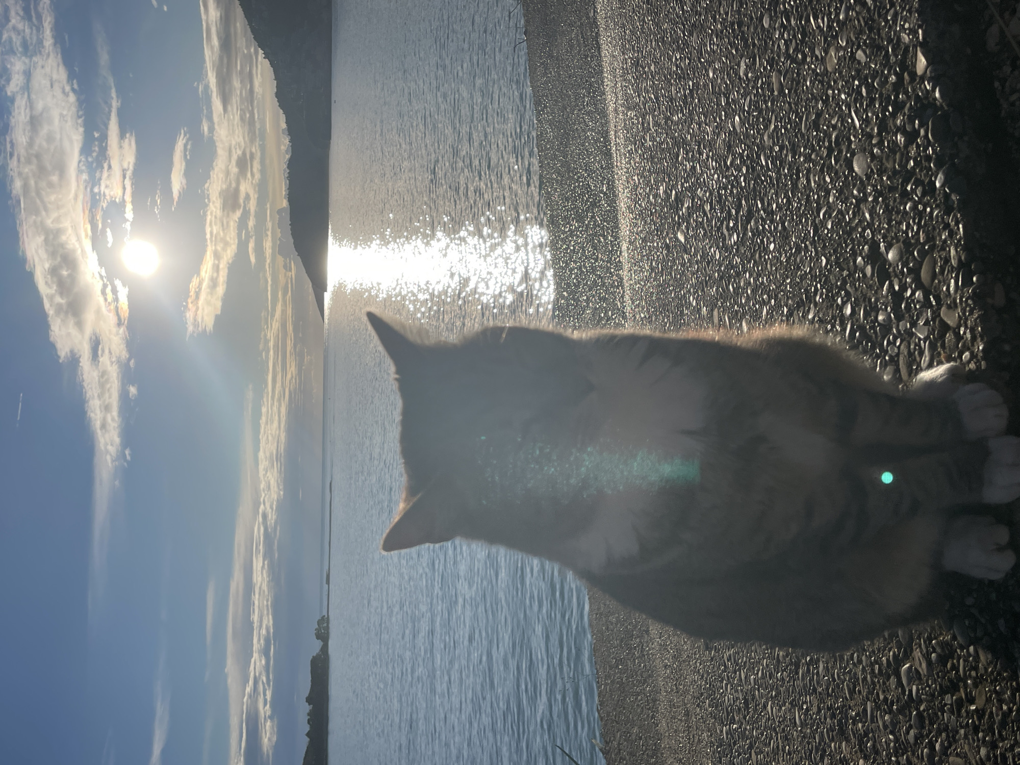 Coastal scenes and tabby cat documented in Budva waterfront
