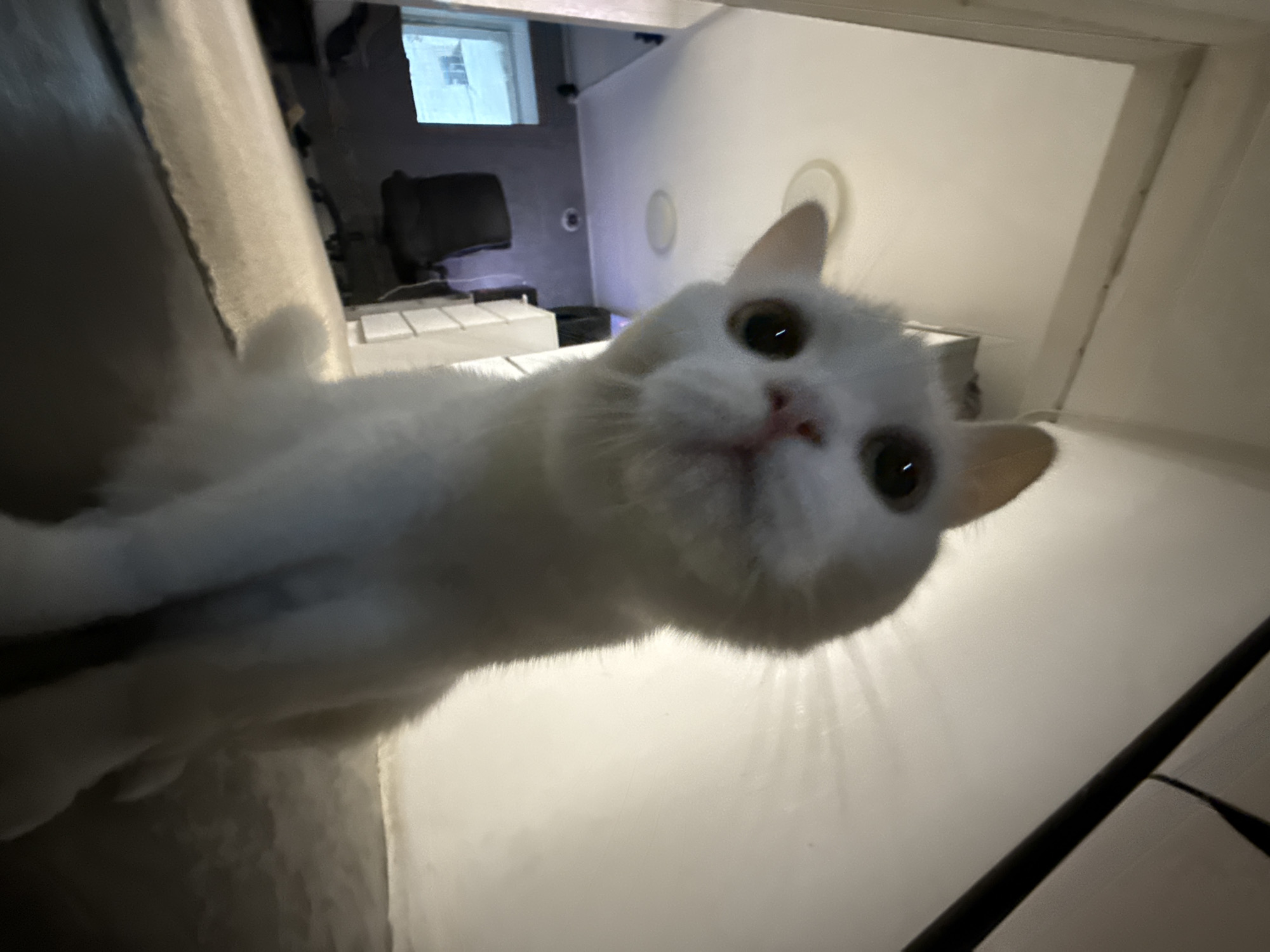 A white cat's afternoon, with a few nature detours