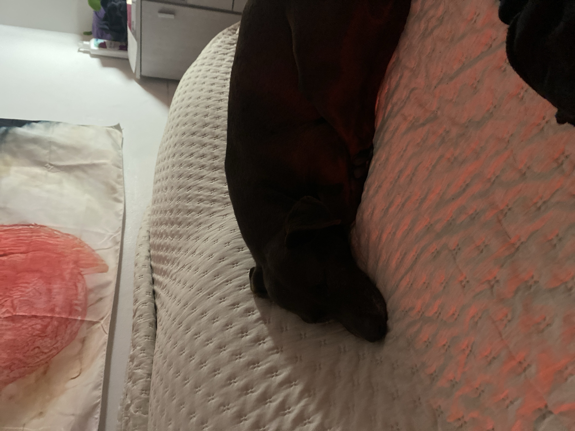 Buenos Aires resident documents quiet domestic moments, video call