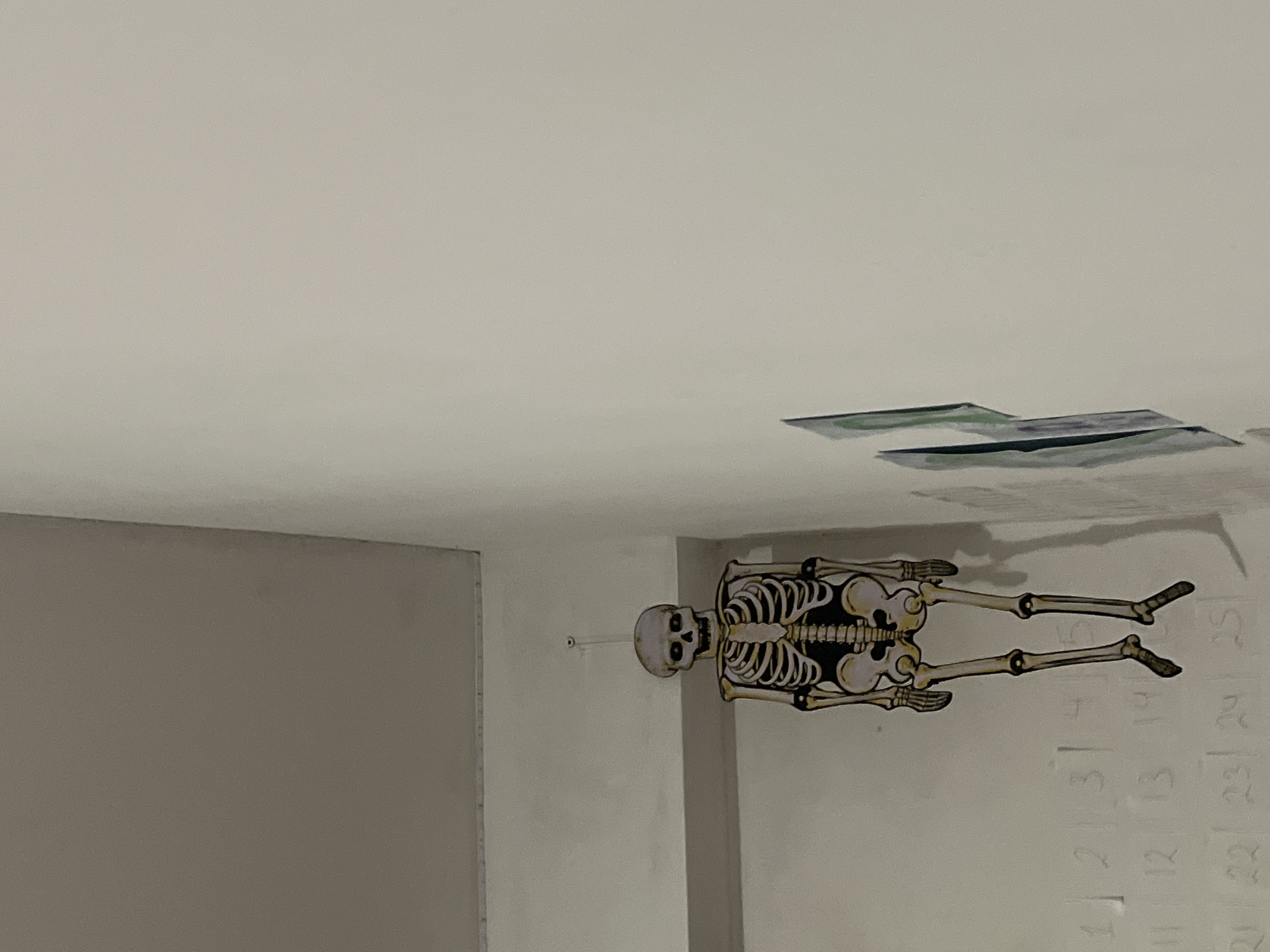 Decorative skeleton display spotted on indoor wall in Sofia