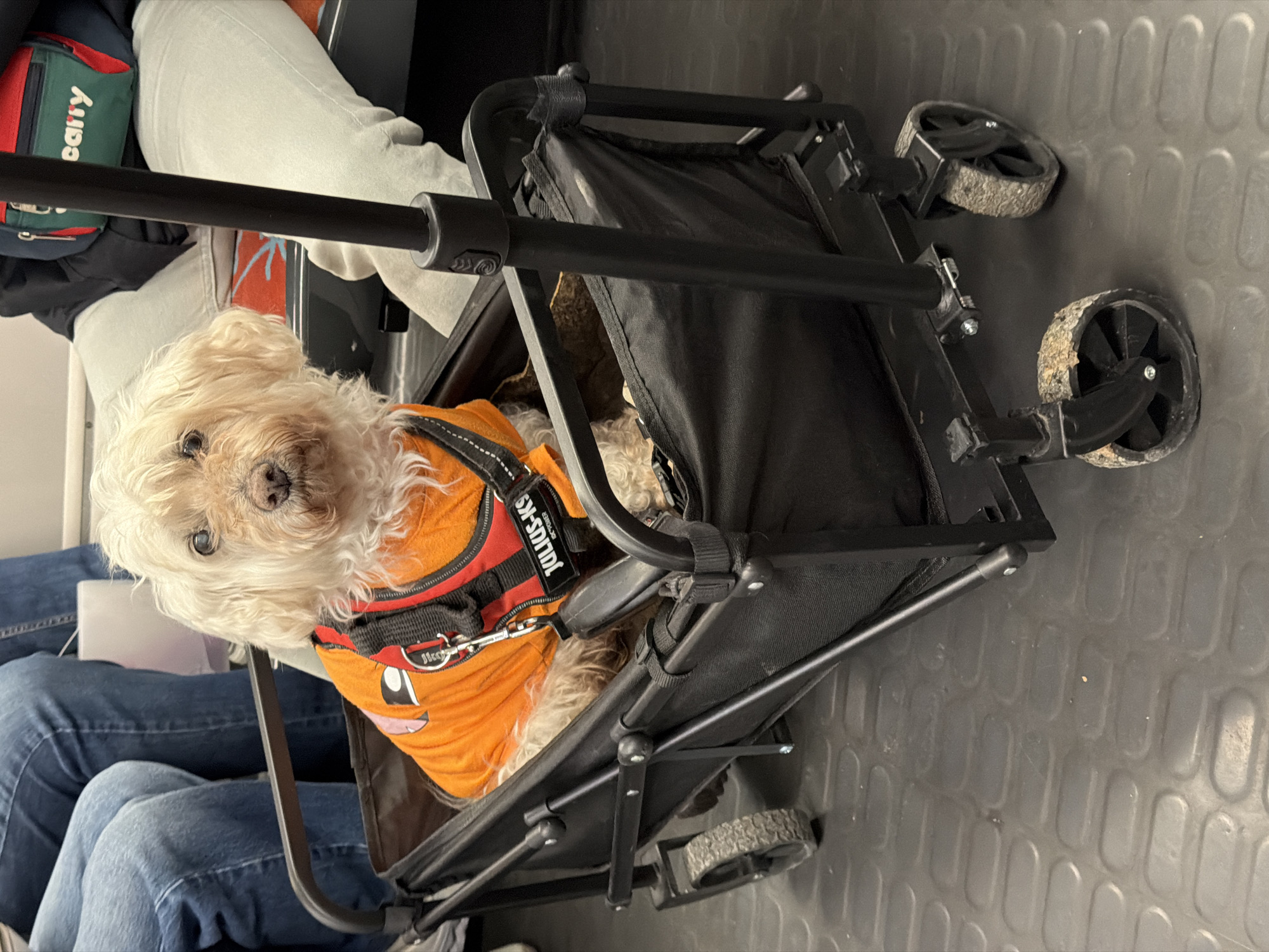 Small dog spotted riding in black pet stroller