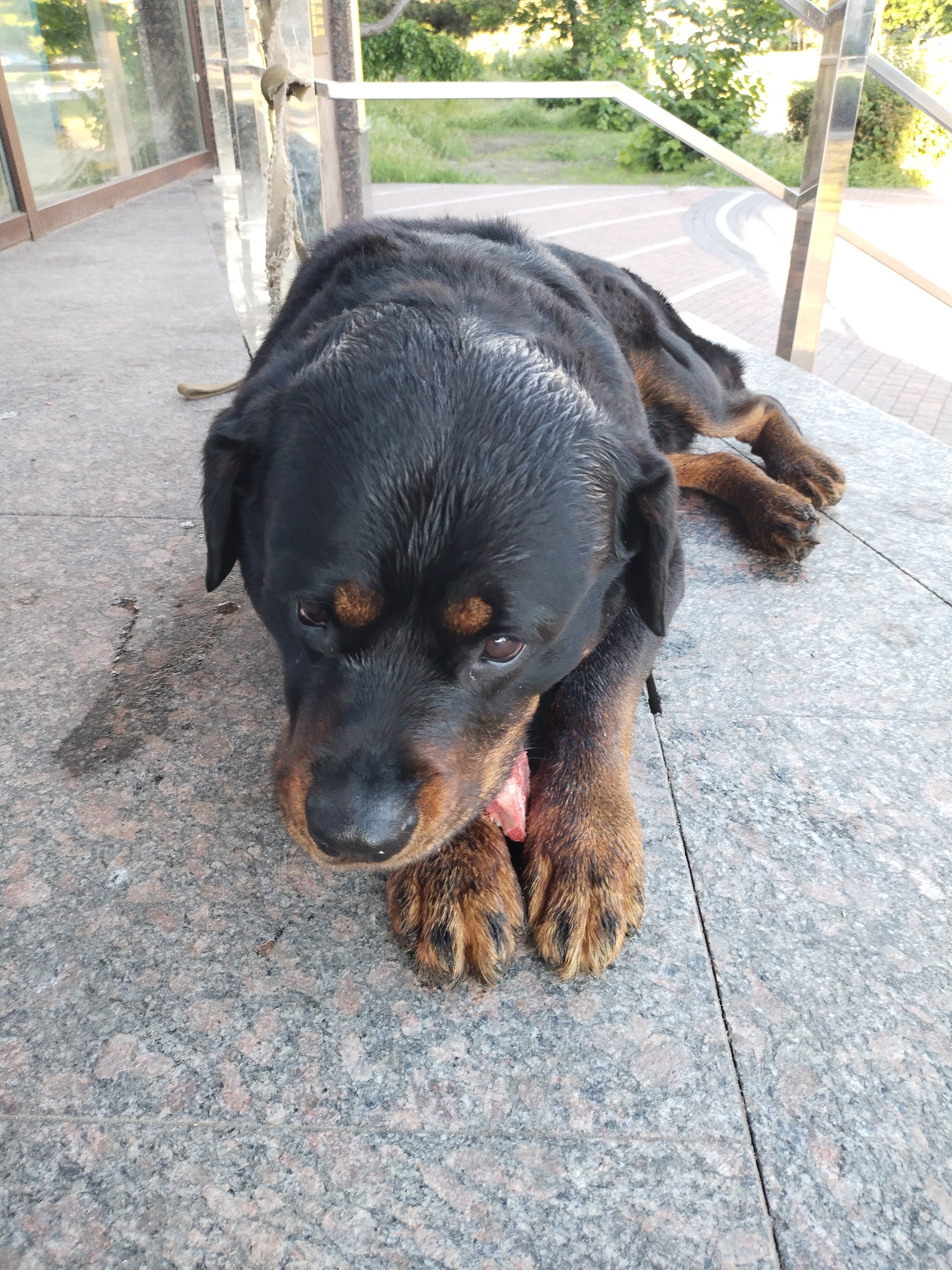 Rottweiler rests on street in Horishni Plavni, Ukraine
