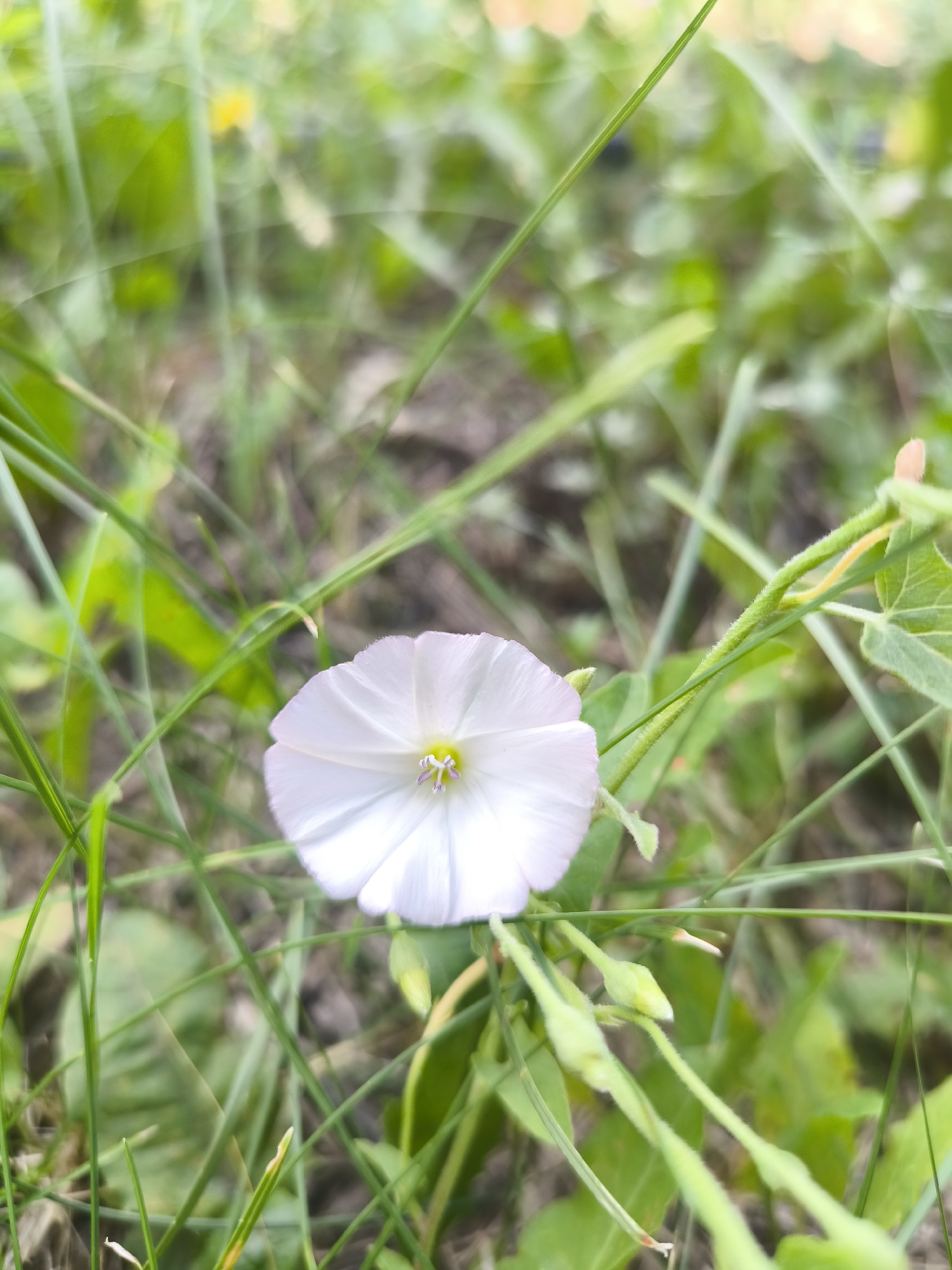 Small white flowers and a cigarette butt in damp grass
