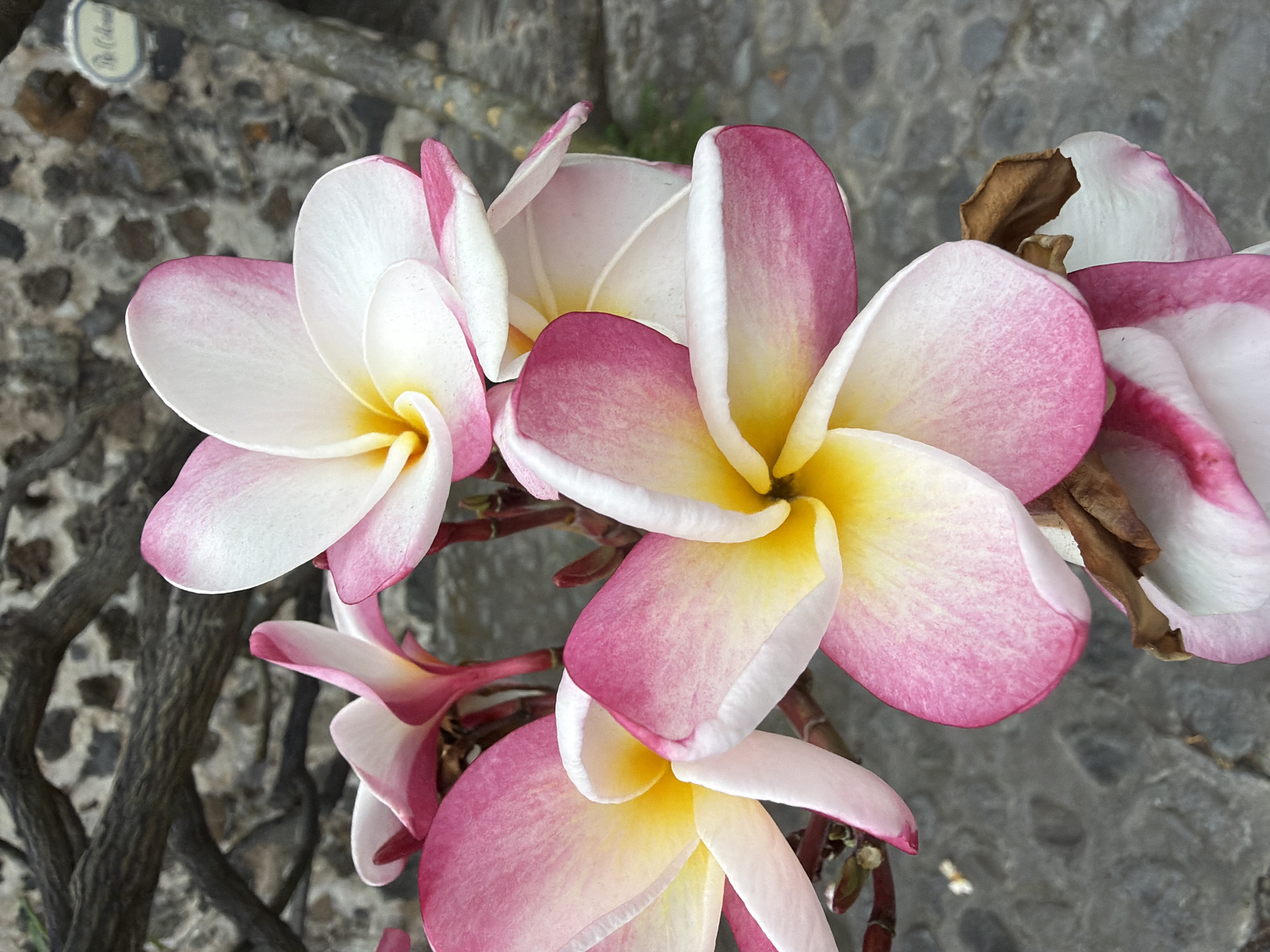 Plumeria flowers documented blooming in Cuernavaca, Mexico