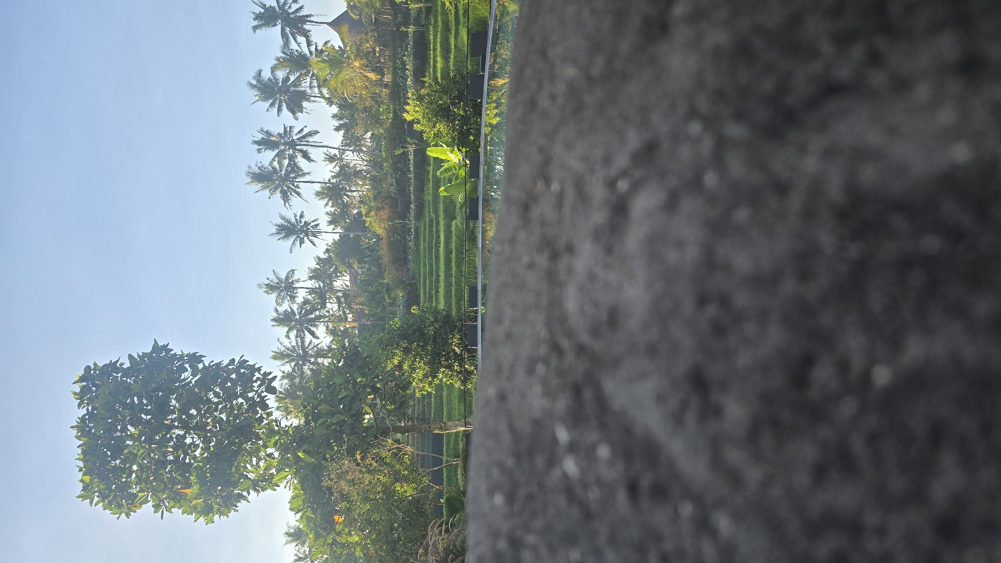Tourist captures scenic Ubud rice fields and tropical landscapes