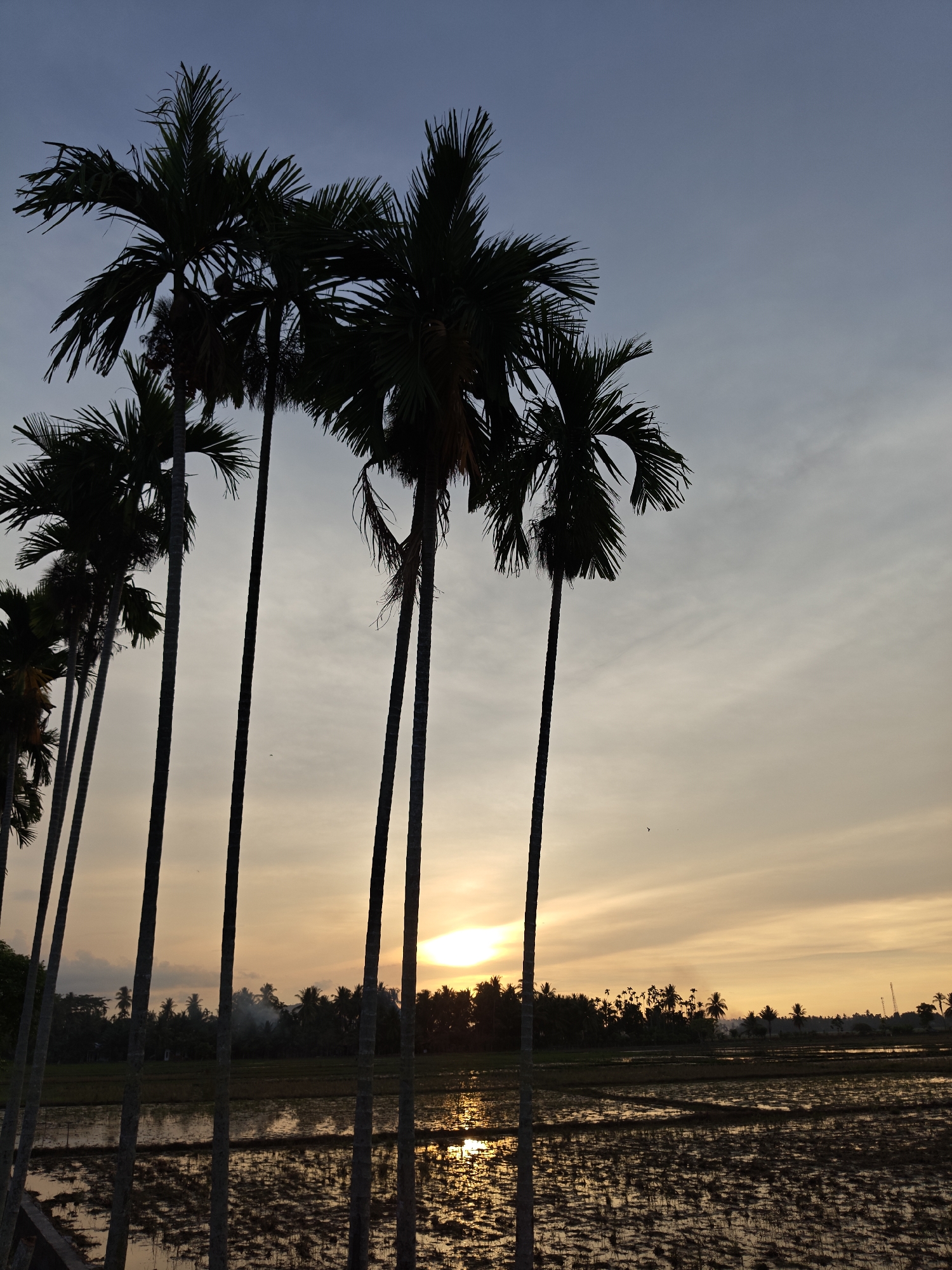 Sunset over palm-lined fields in rural Uleegajah, Indonesia