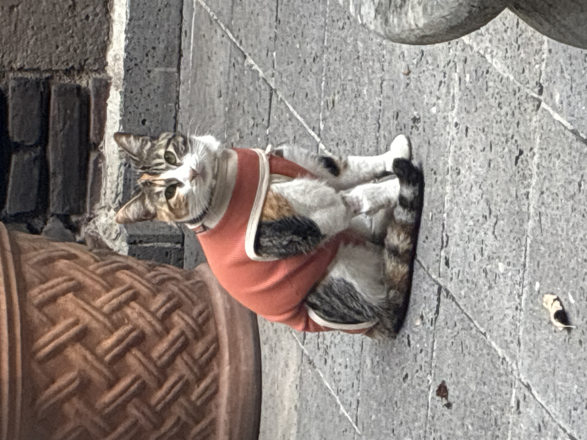 Evening hangout with cats and drinks in Cañada de Madero