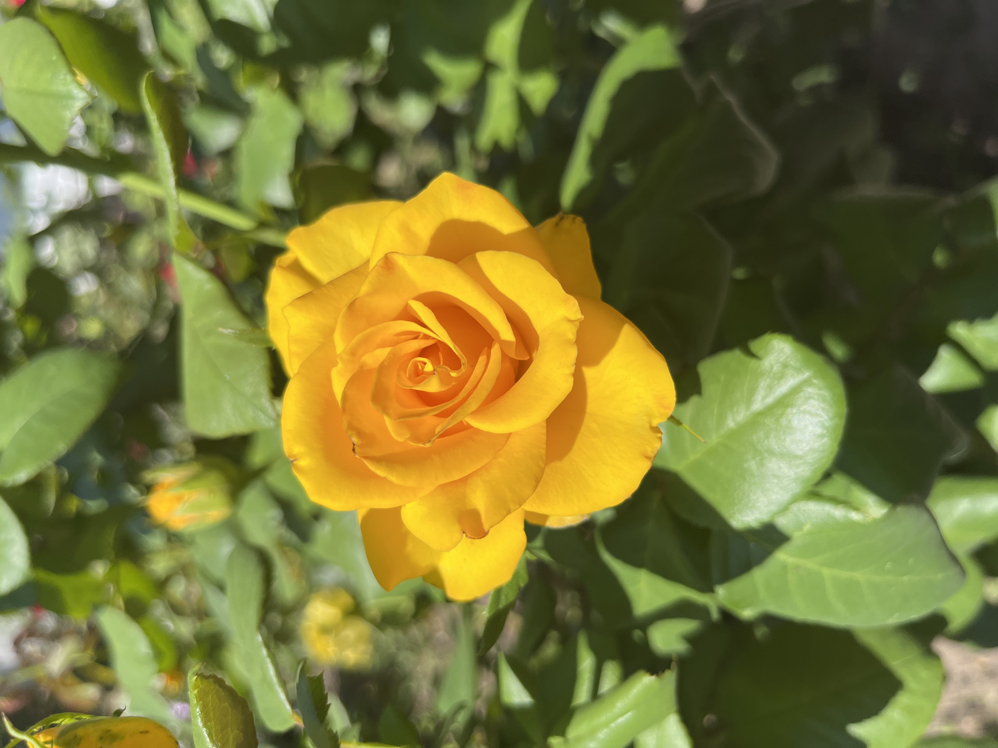 Garden life up close: flowers, fruit, fish, bees, and bugs