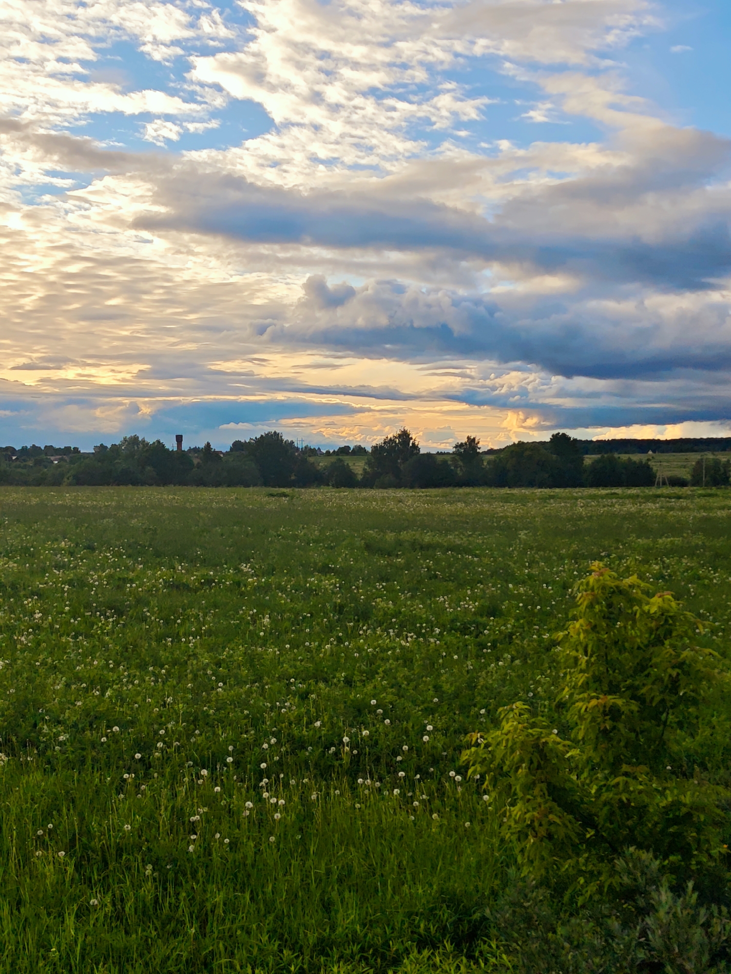 Spring dandelion field observed in rural Курово, Russia