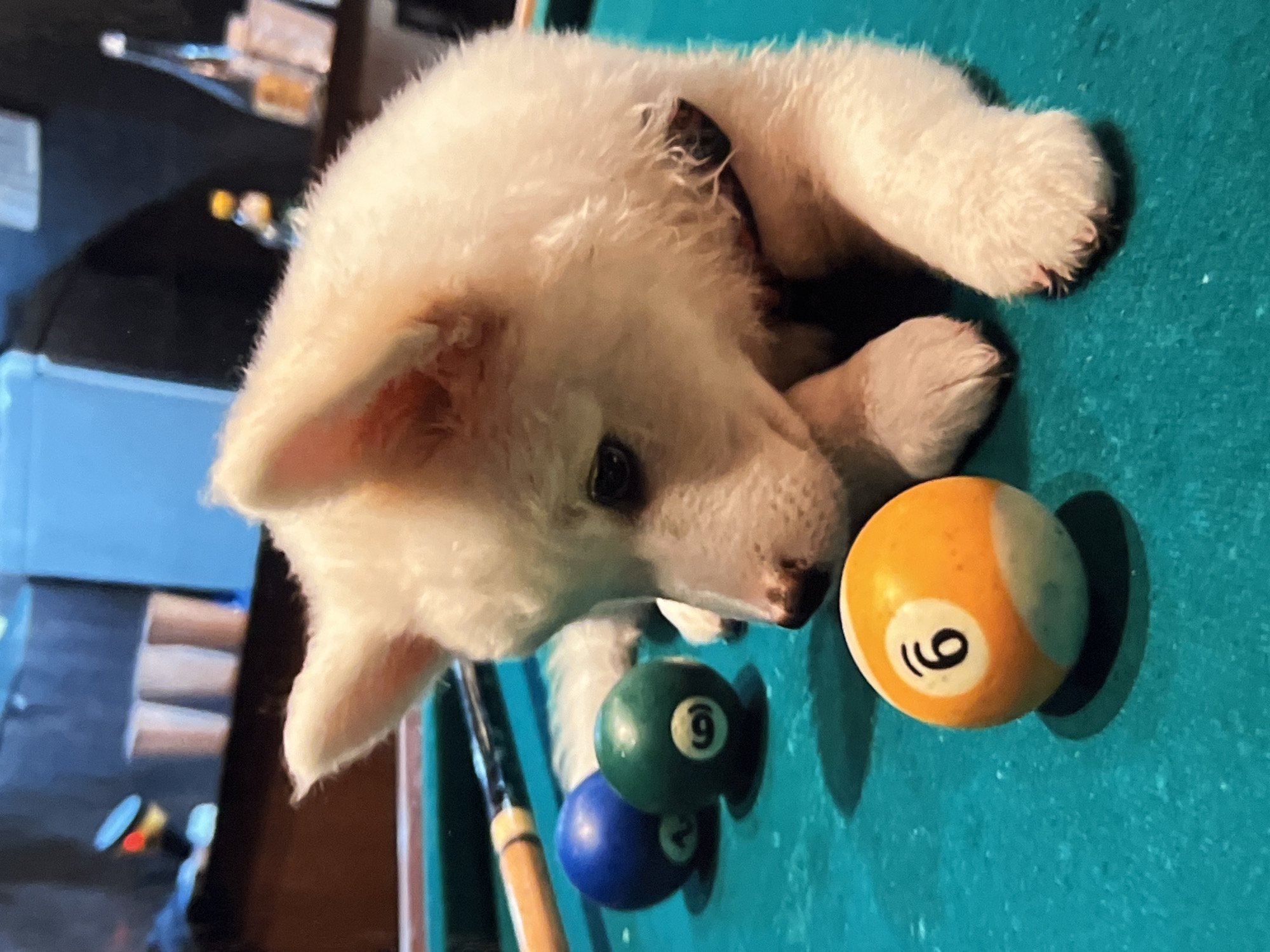 White puppy chills on a pool table in Montfermeil