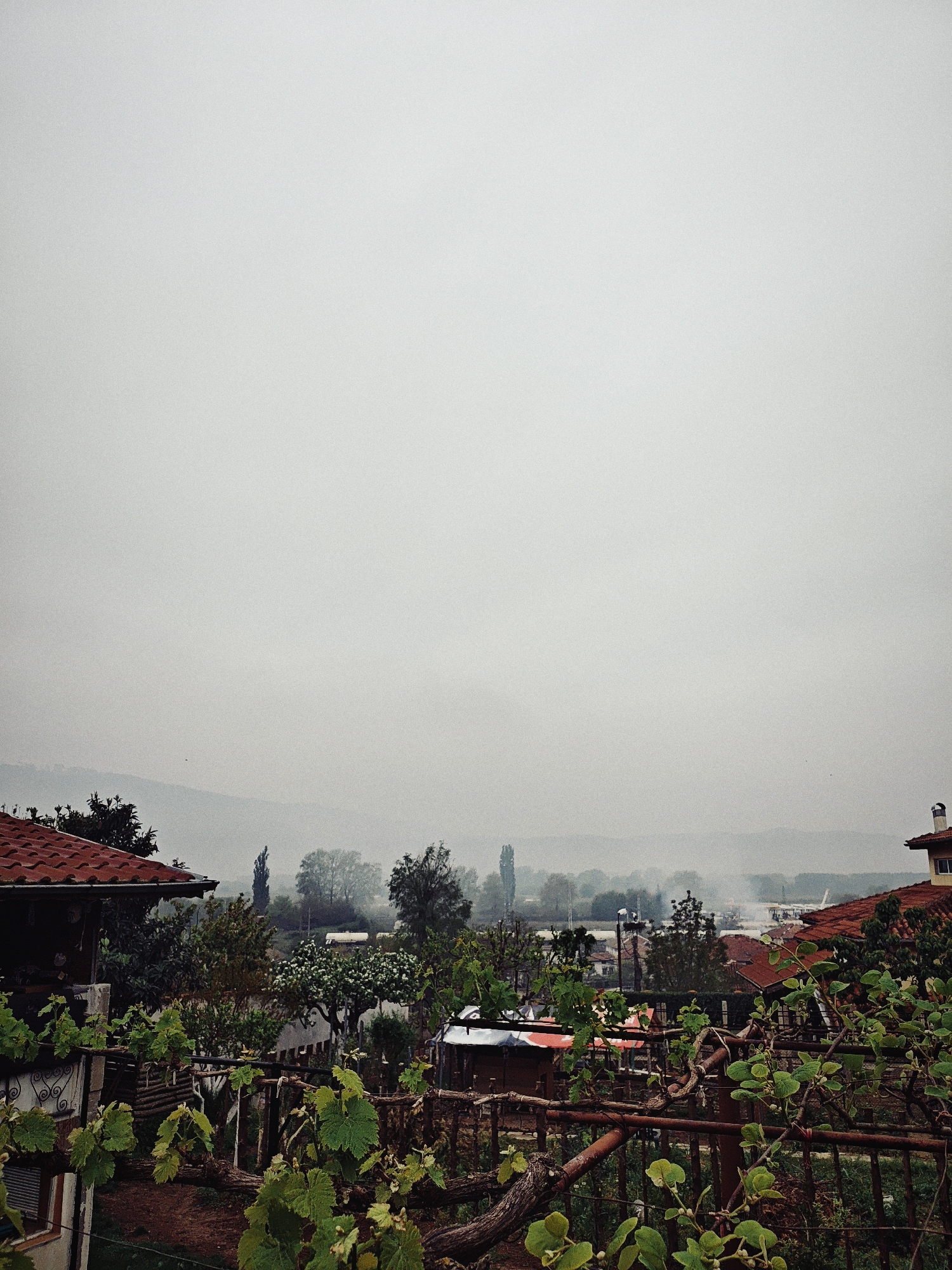 Cats gather in residential area during foggy morning