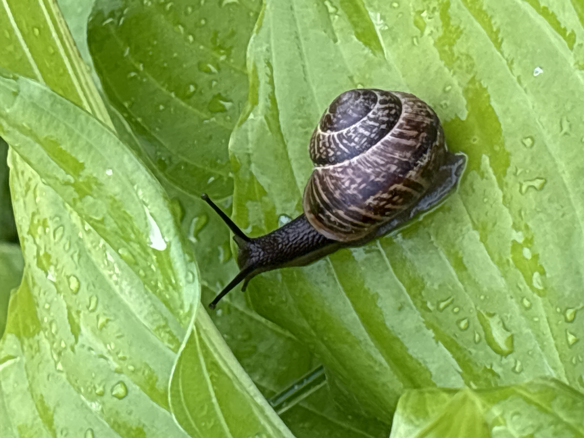 Backyard garden life in Kiskelovo — plants, critters, and ornaments
