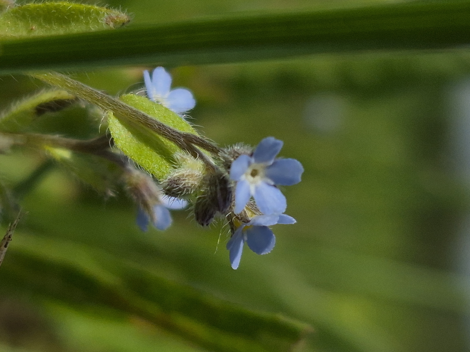 Wildflowers and still river water in rural Estonia