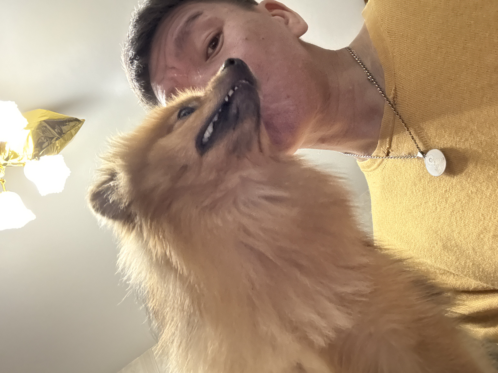 Chill evening at home with a Pomeranian in Khimki