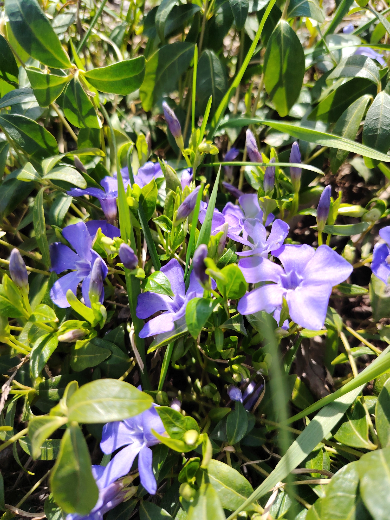 Spring flowers documented blooming across Chaikovsky, Russia gardens