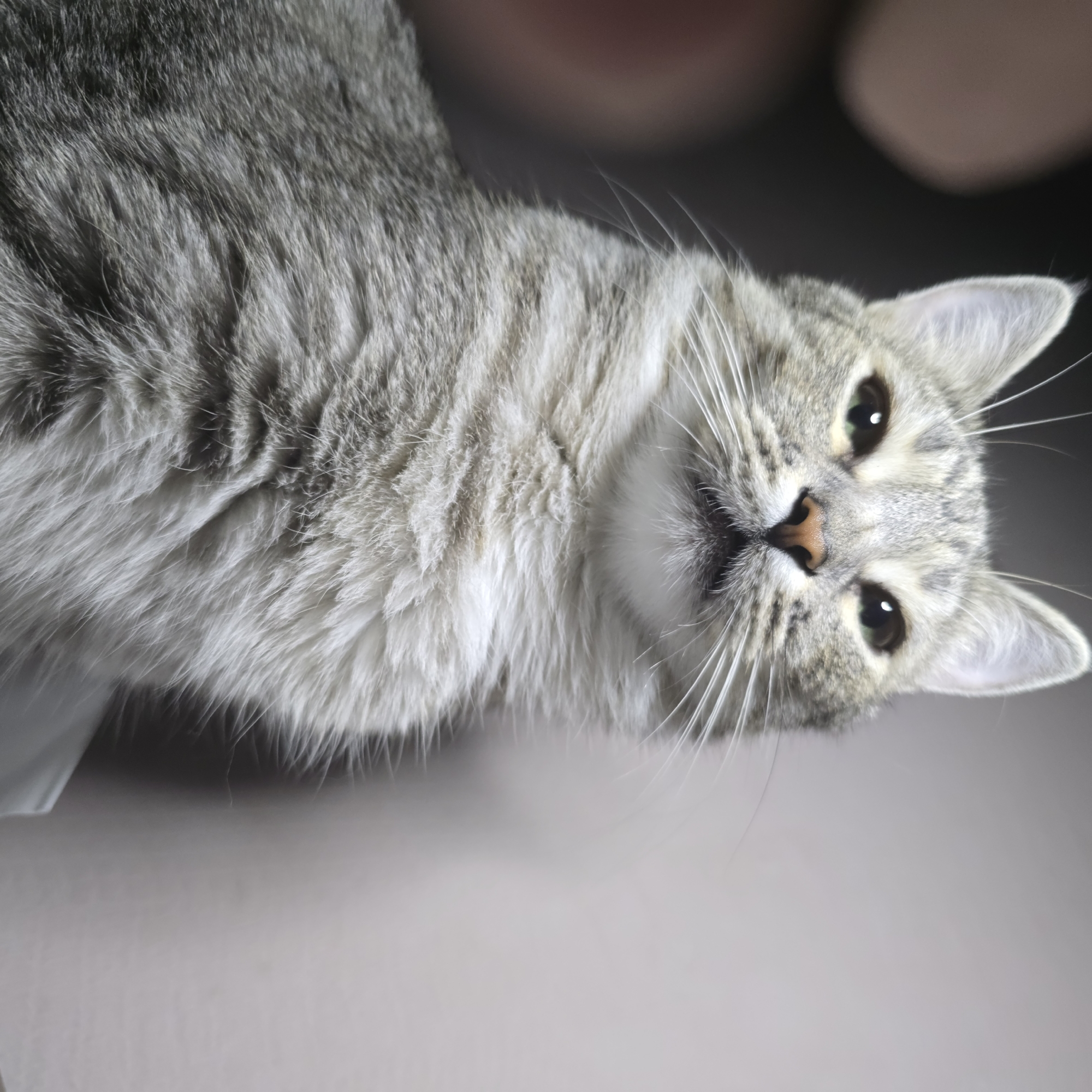Gray tabby cat photographed from multiple angles indoors
