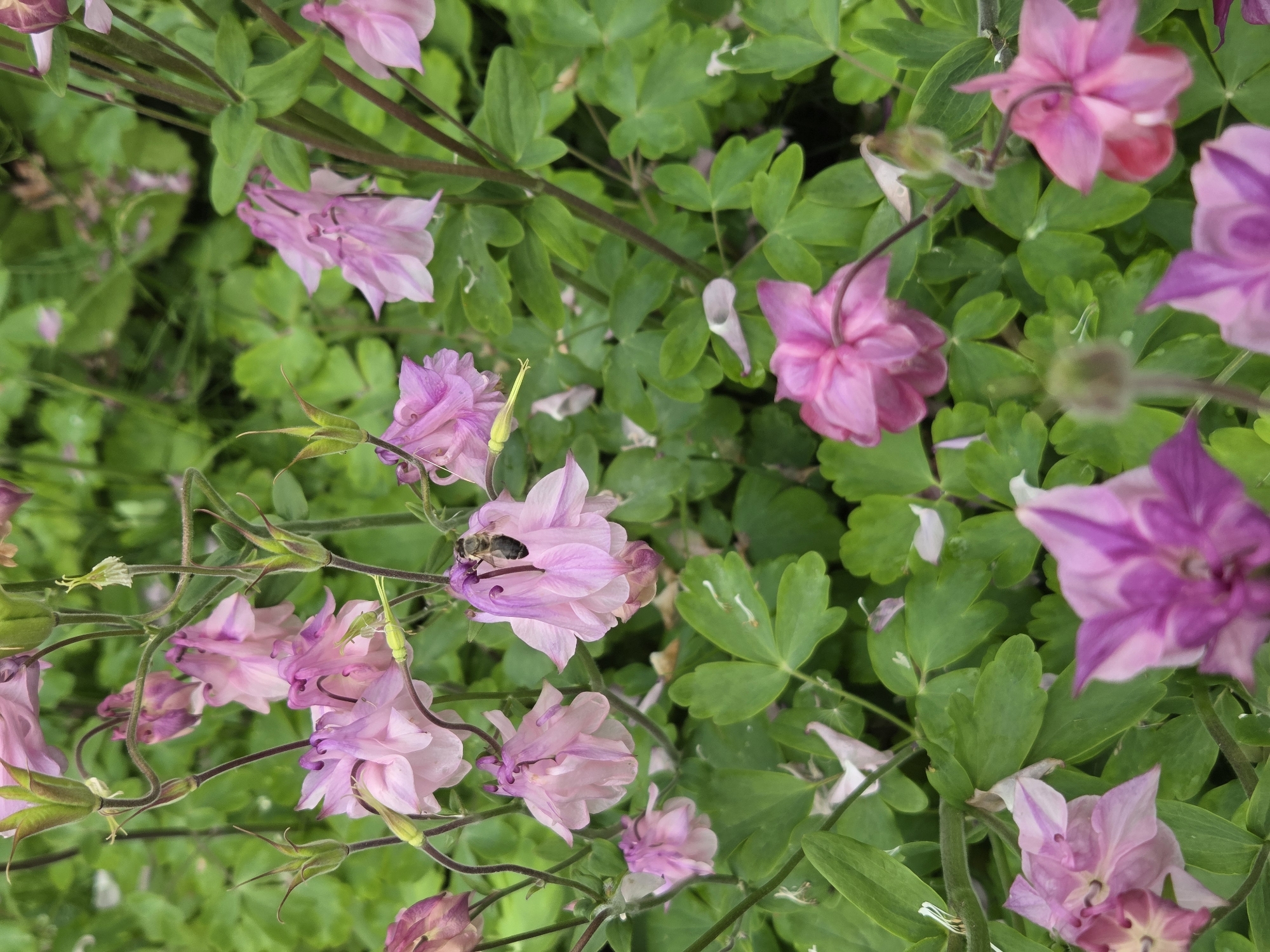 Suburban garden moments captured with blooming flowers and family dogs