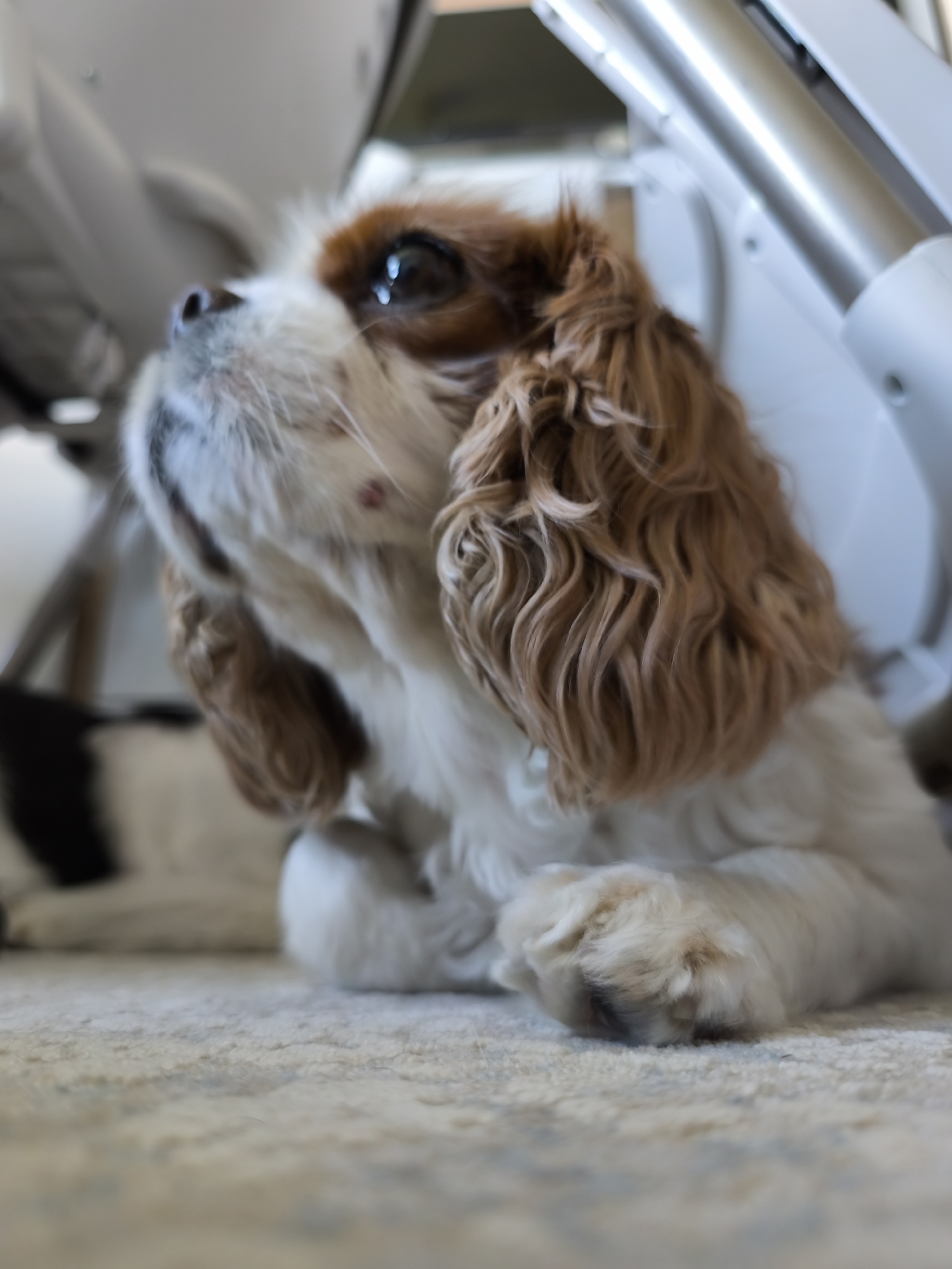 Cavalier King Charles Spaniels rest indoors in Plovdiv morning