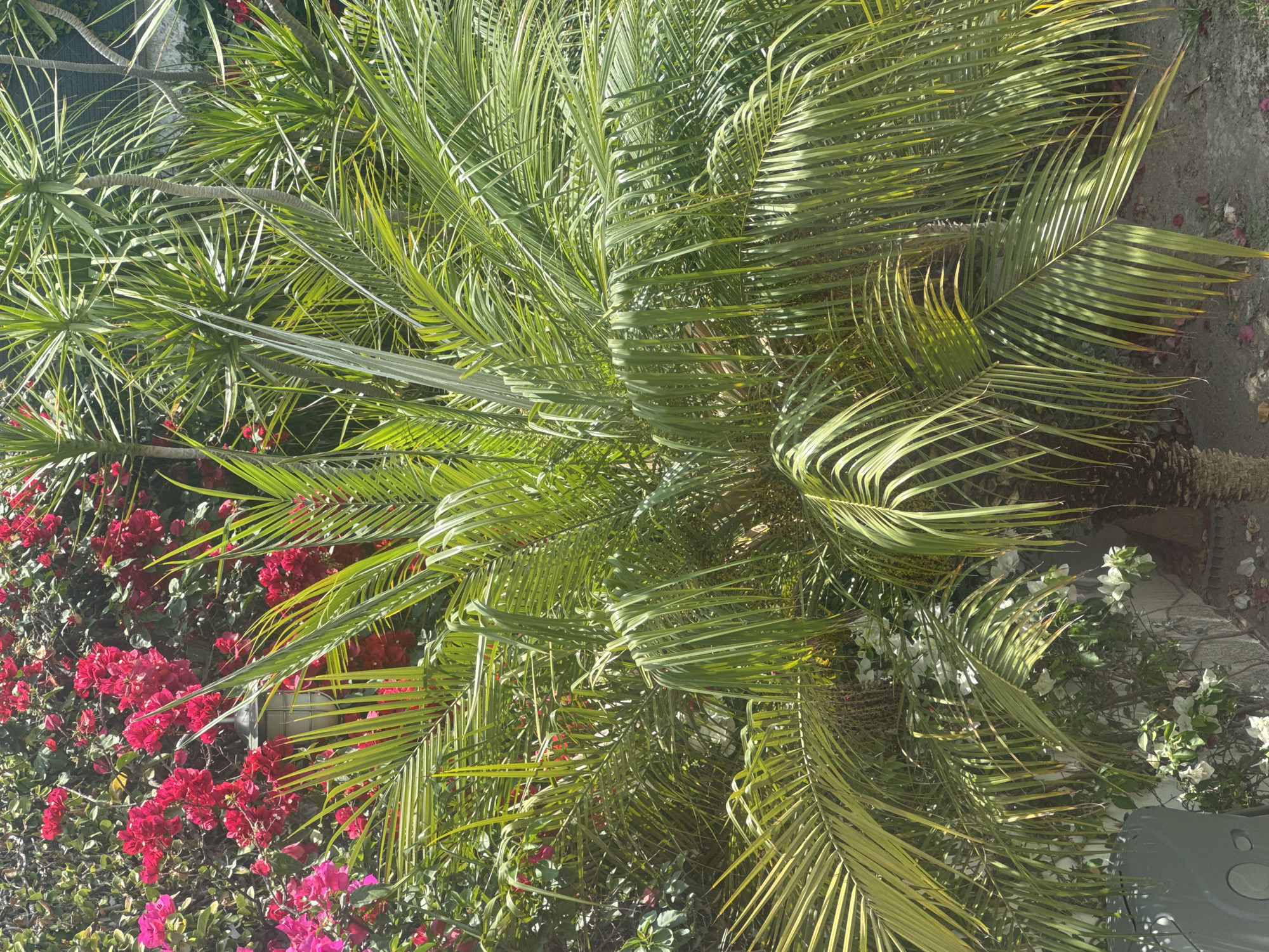 Witness documents garden plants, toy horse, antique painting in Puebla