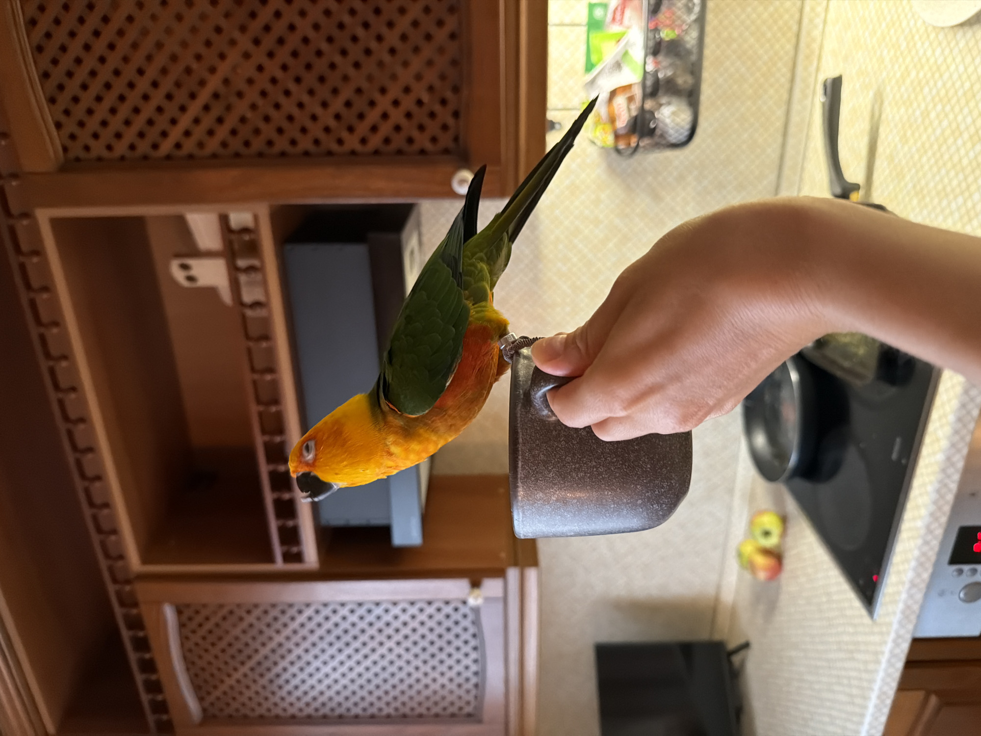 Parrots, mugs, and a Pomeranian at home in Khimki
