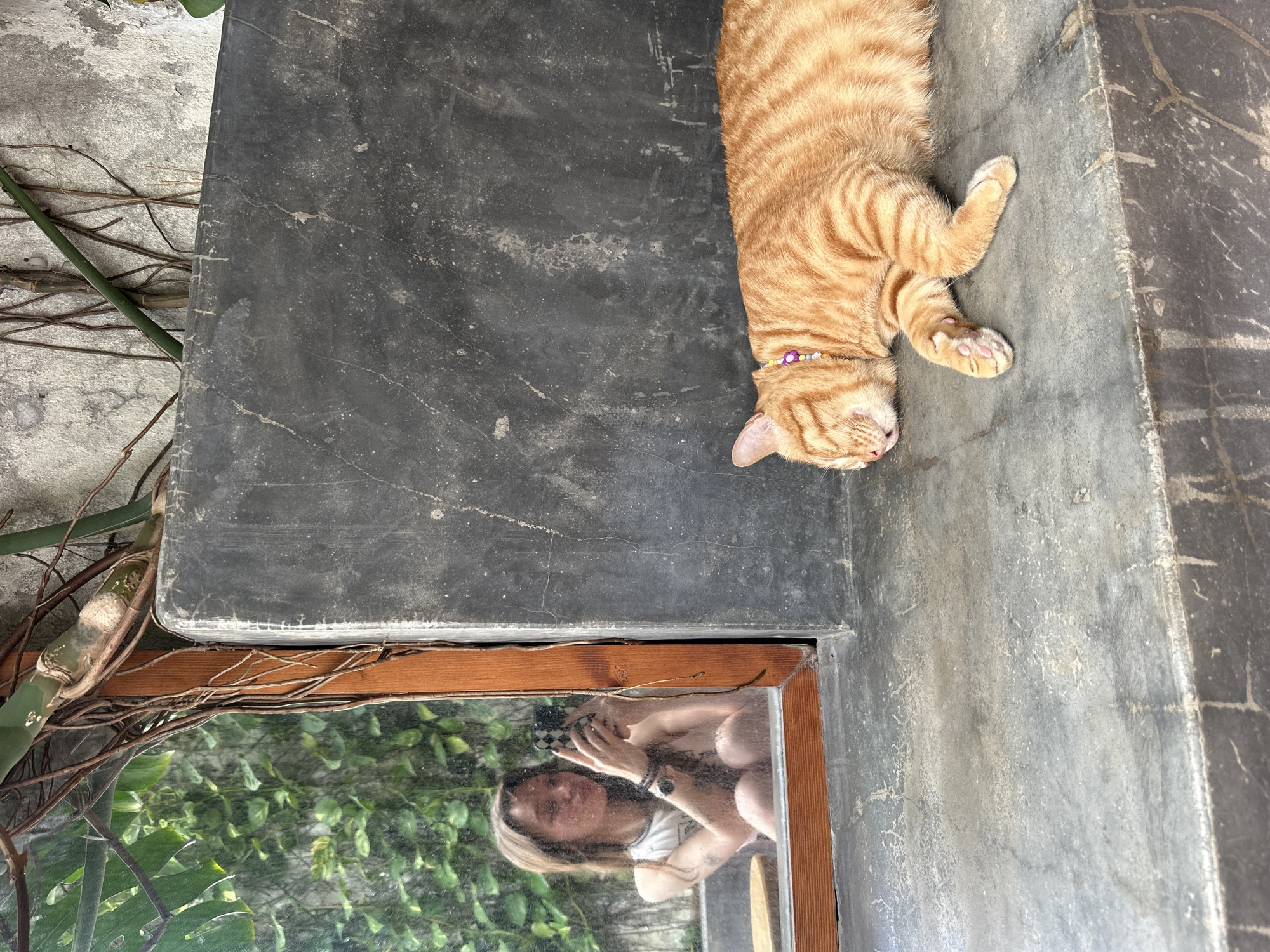 Lazy morning with dogs at a Đà Nẵng coffee spot