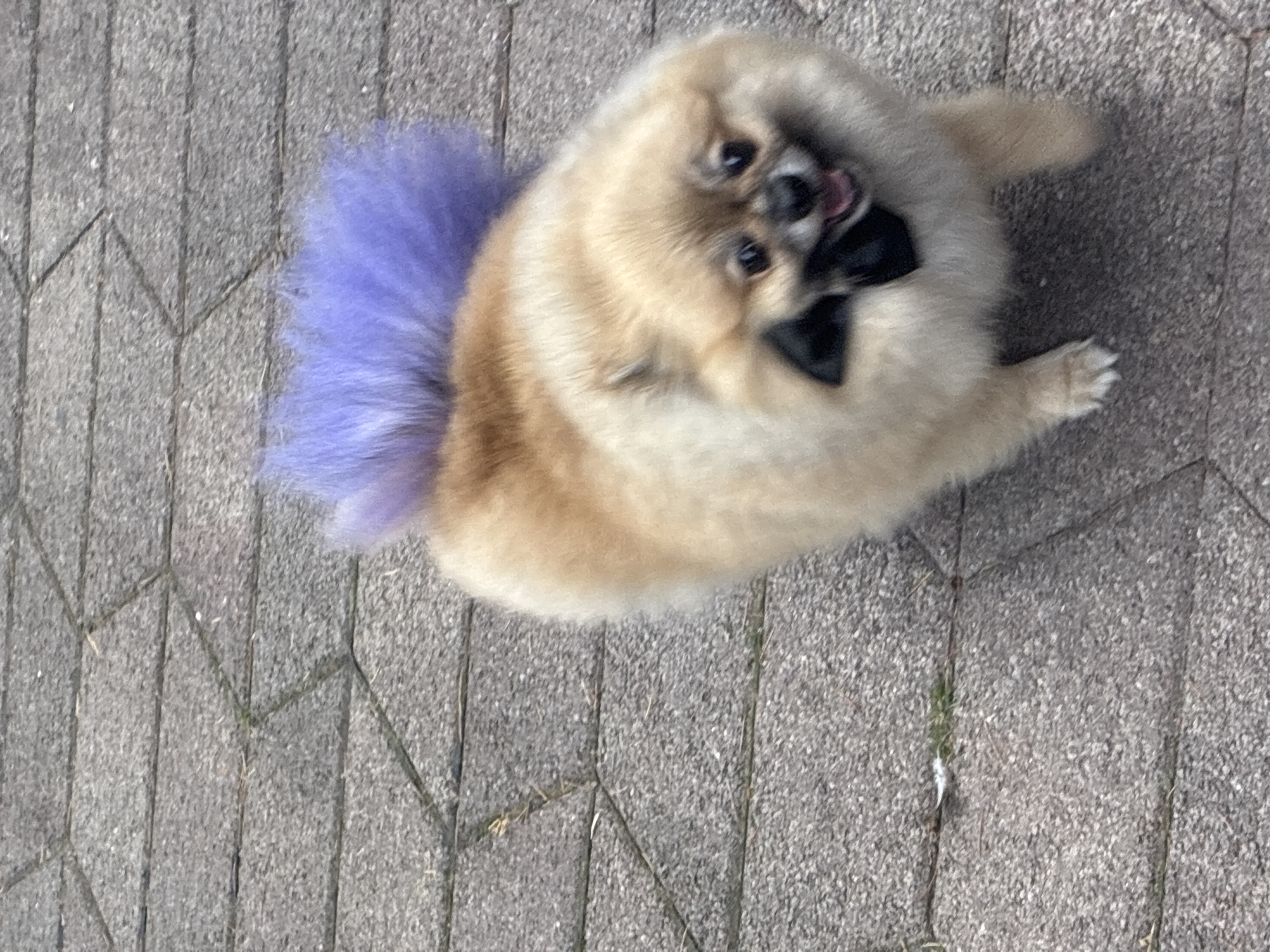 Sochi street life: dogs, fountains, cafés, and a busking violinist