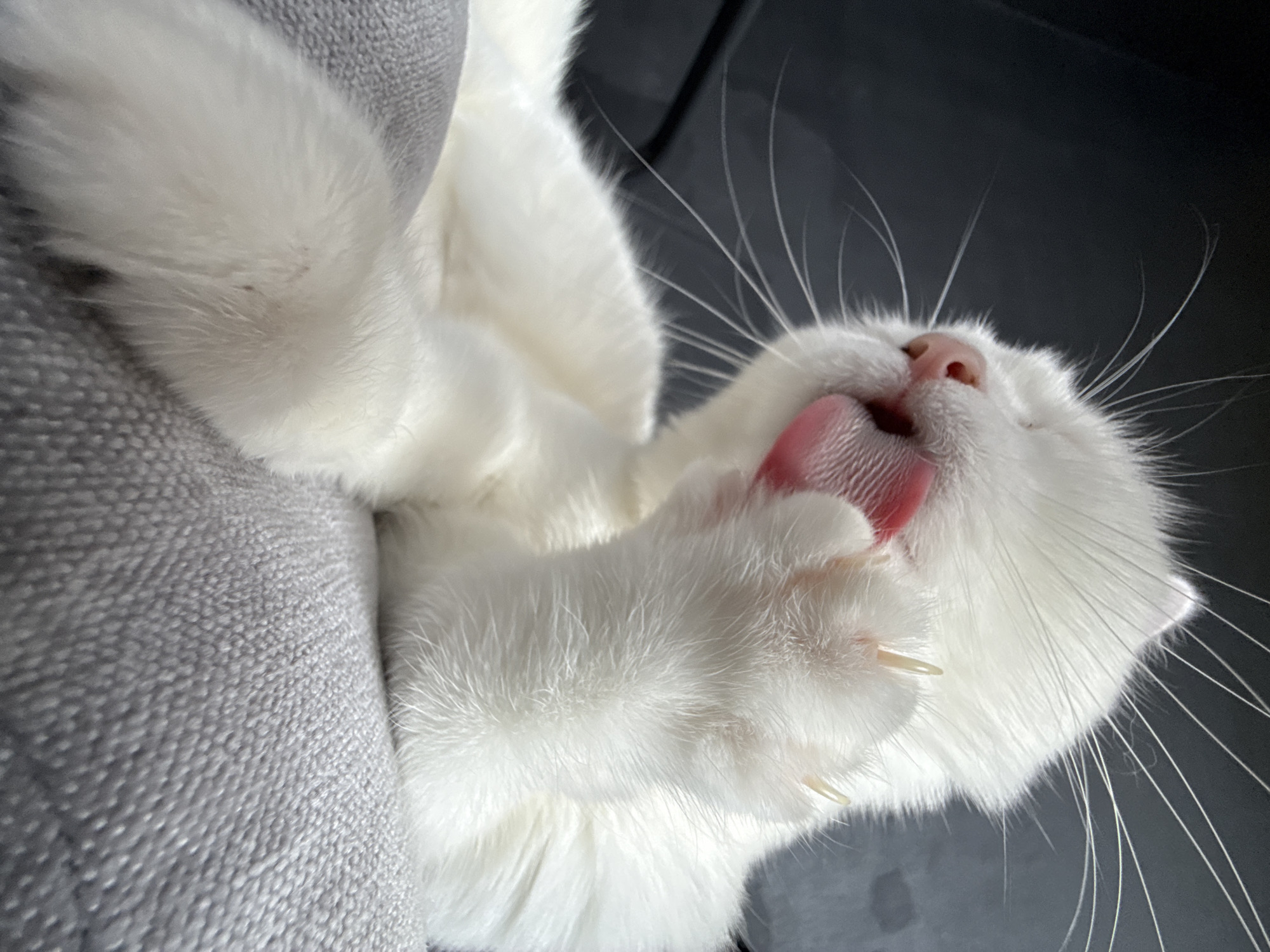 White cat, multiple angles, doing classic cat things.