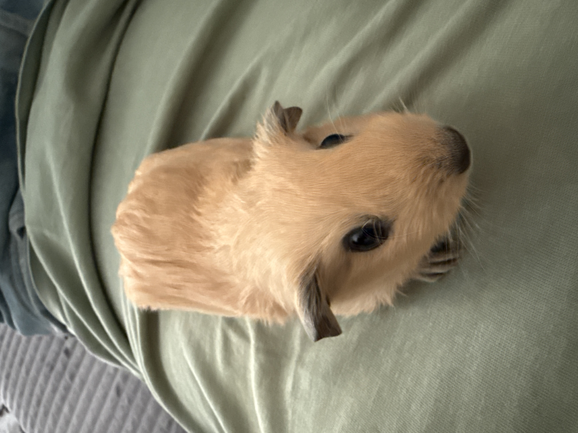 Guinea pig relaxing on green fabric in Proba, Russia