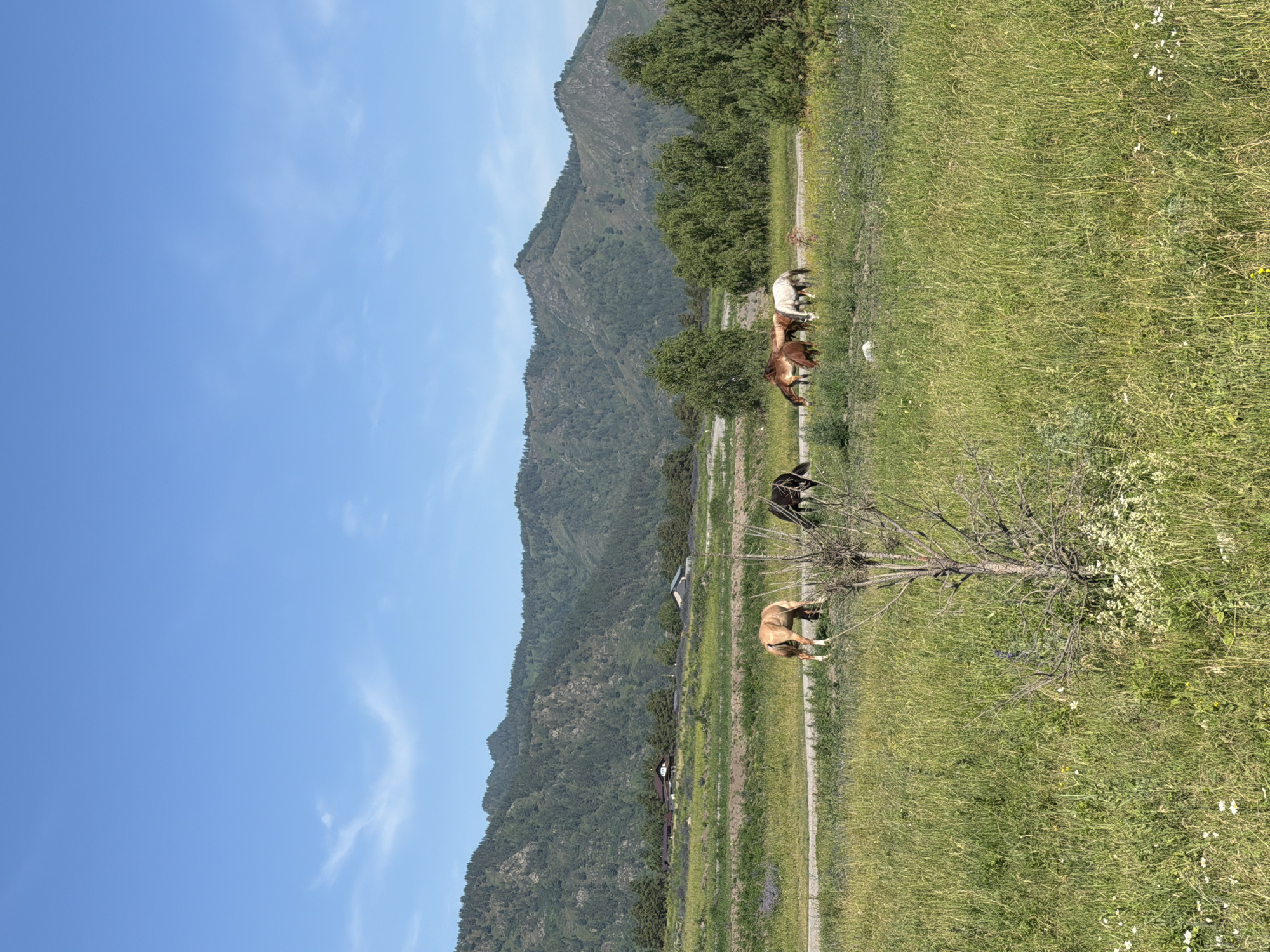 Horses grazing in an Altai meadow, Elekmonar