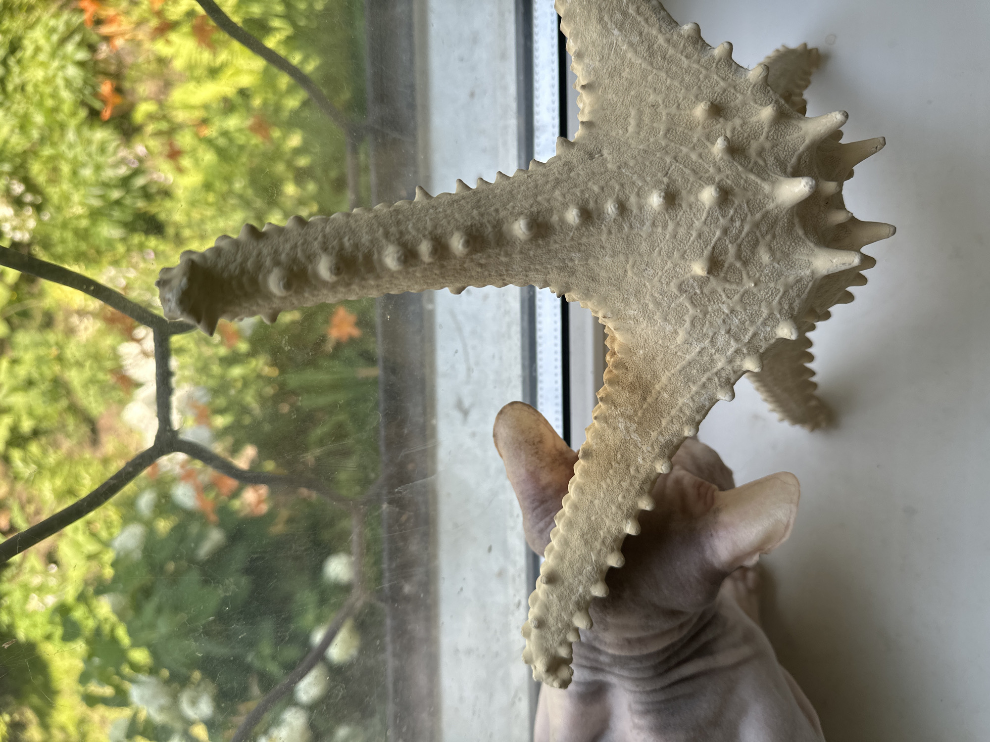 Sphynx cat gets curious about a dried starfish on a windowsill