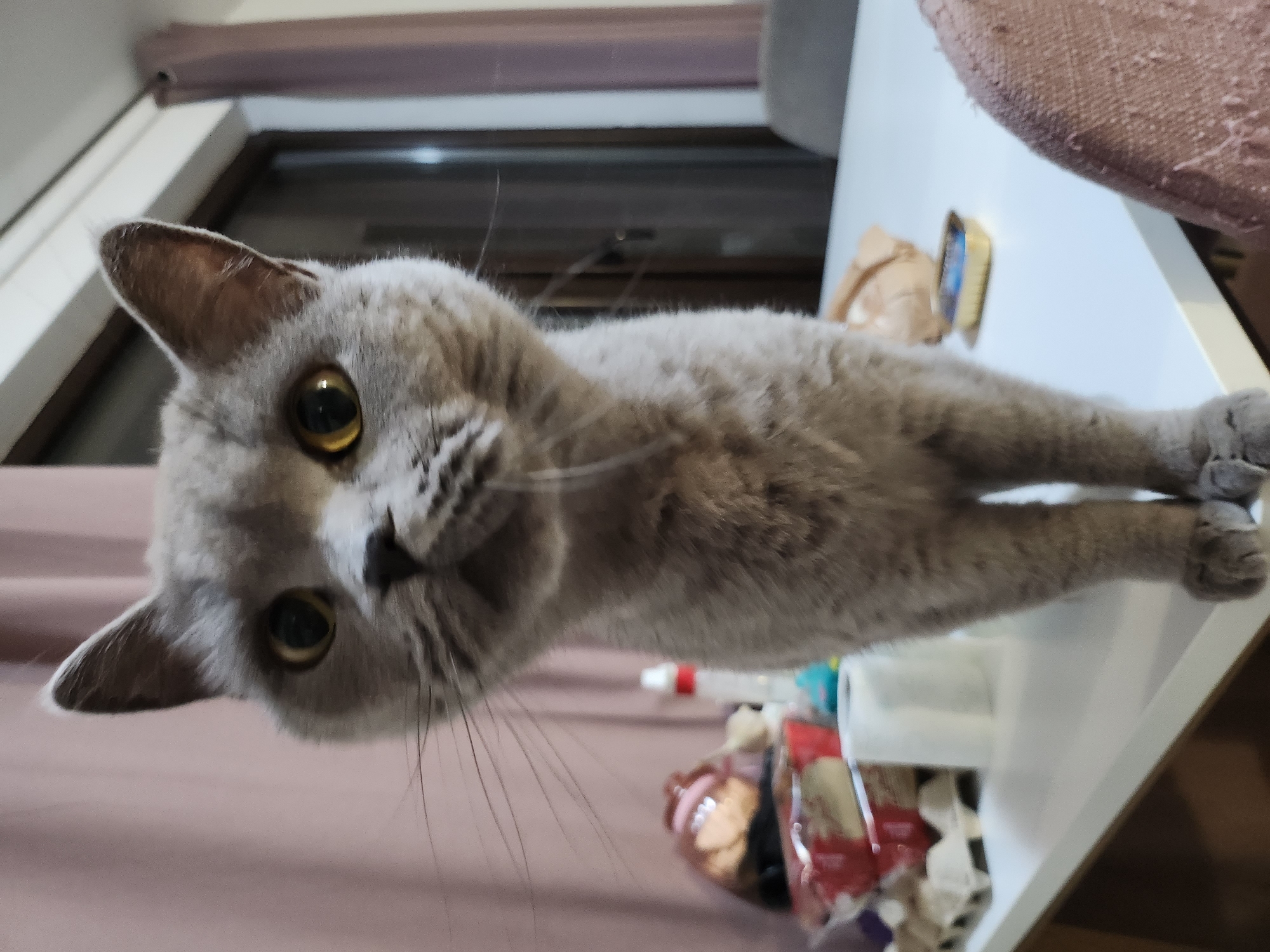 Grey cat roams residential home in Tsarevo, Bulgaria