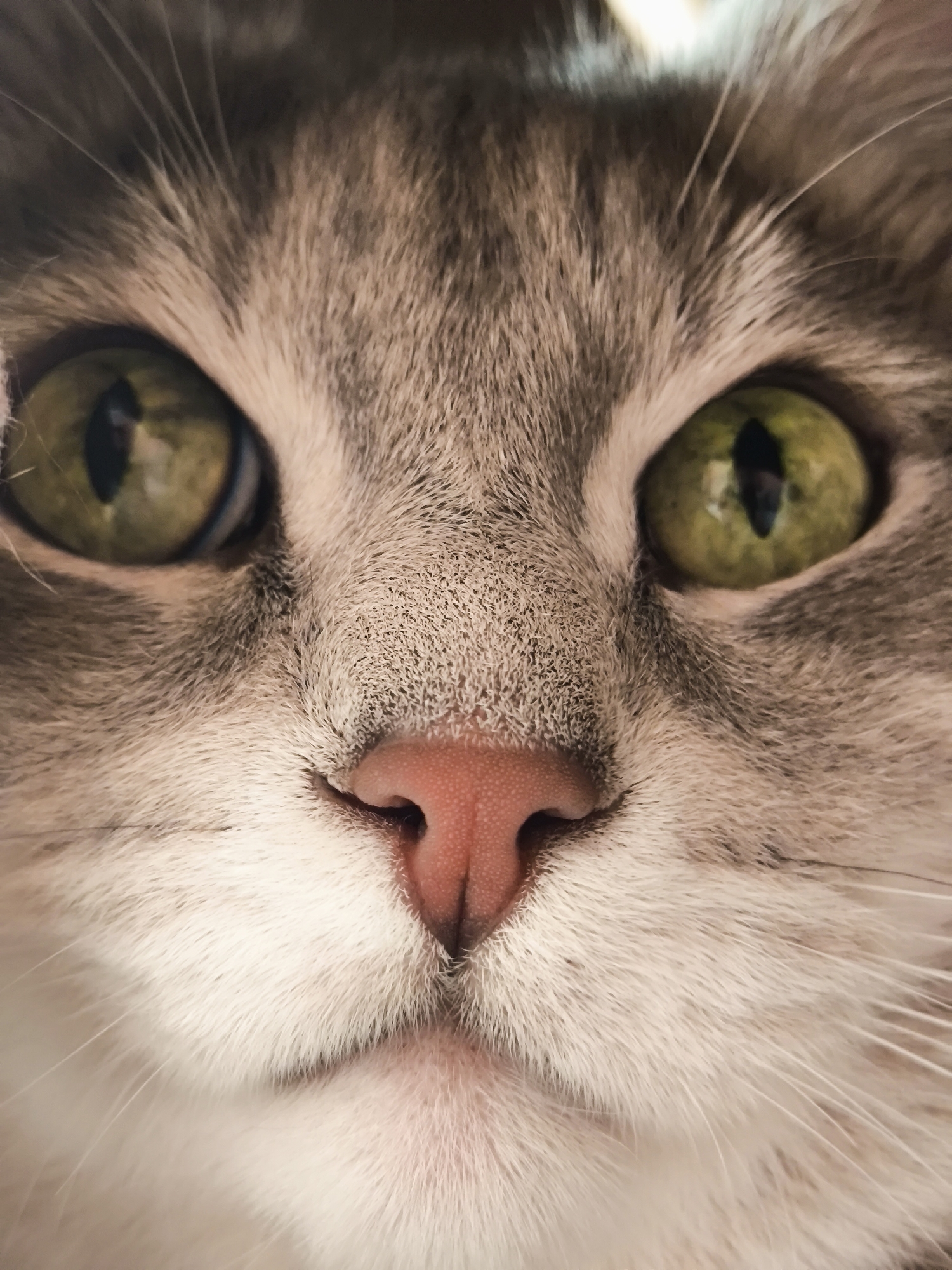 Gray tabby cat with green eyes, lounging and posing at home