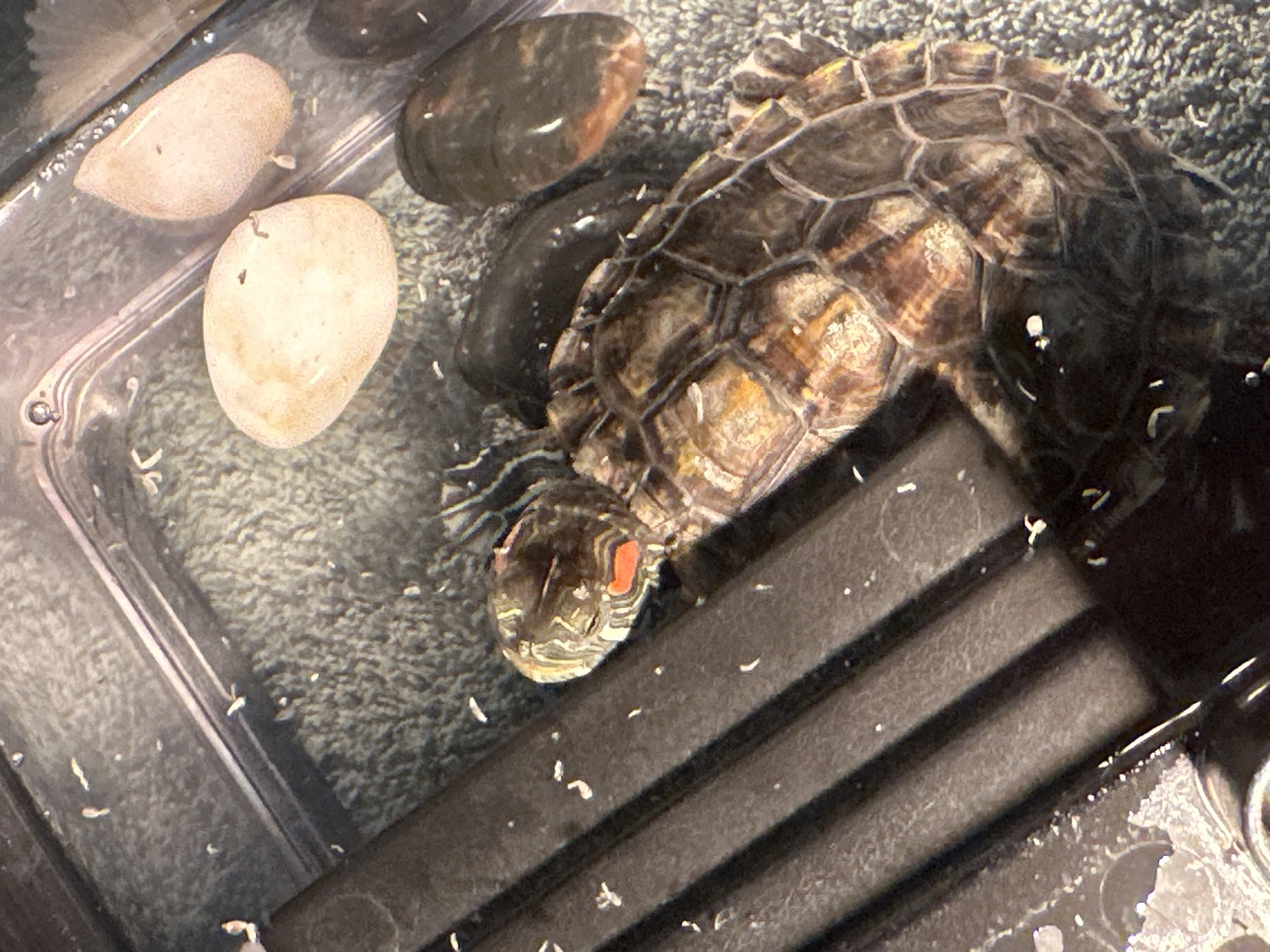 Turtle feeding, toy cars, and a lazy morning at home