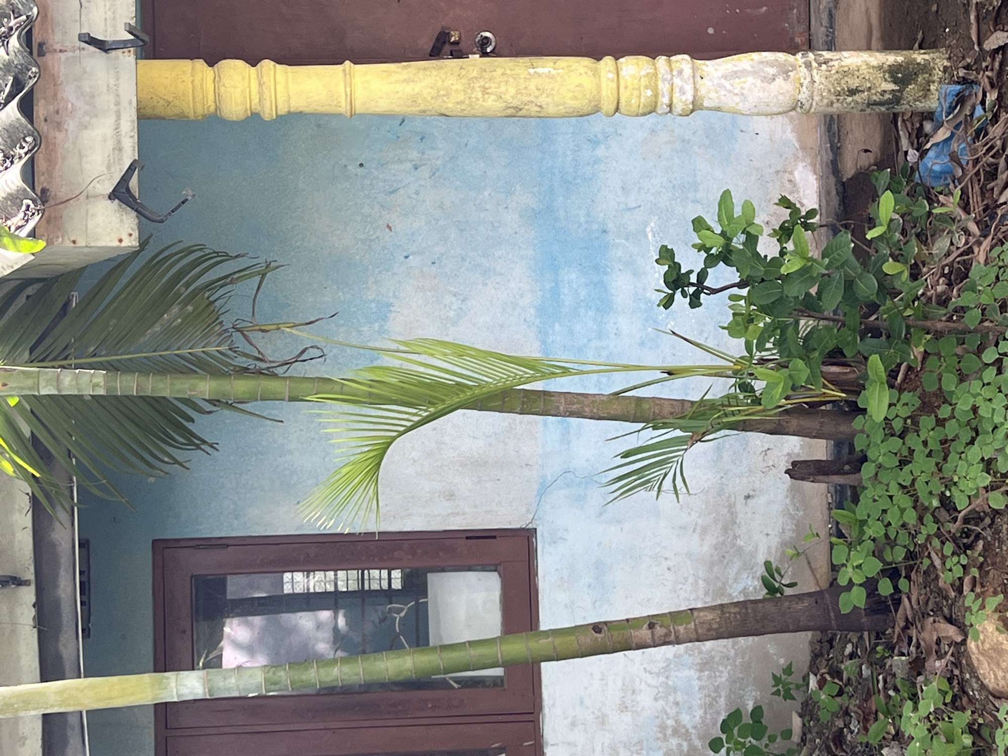 Tropical outdoor scenes documented over 42 minutes by single witness