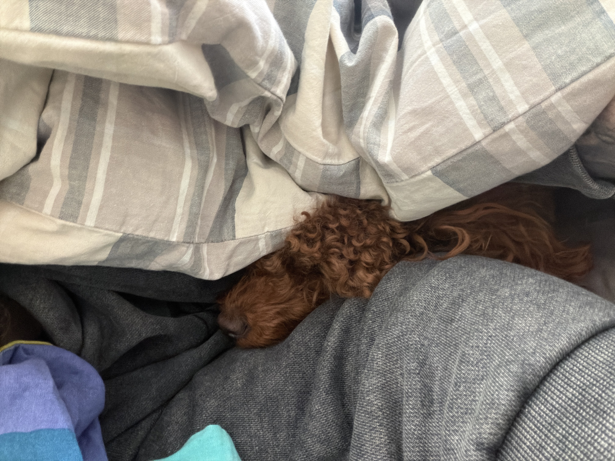 Dog found nestled under pile of clothing in Sofia