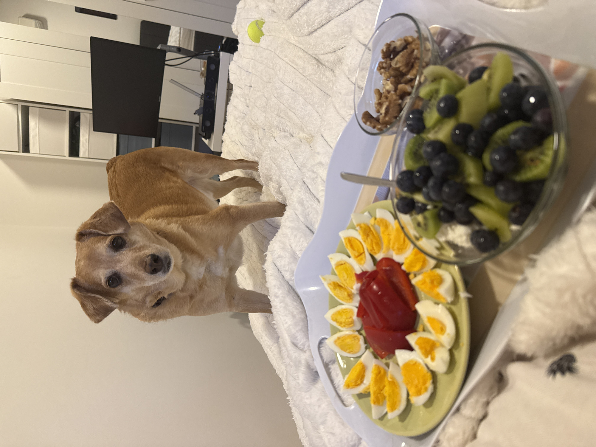 Dog shares cozy breakfast moment in Zagreb apartment