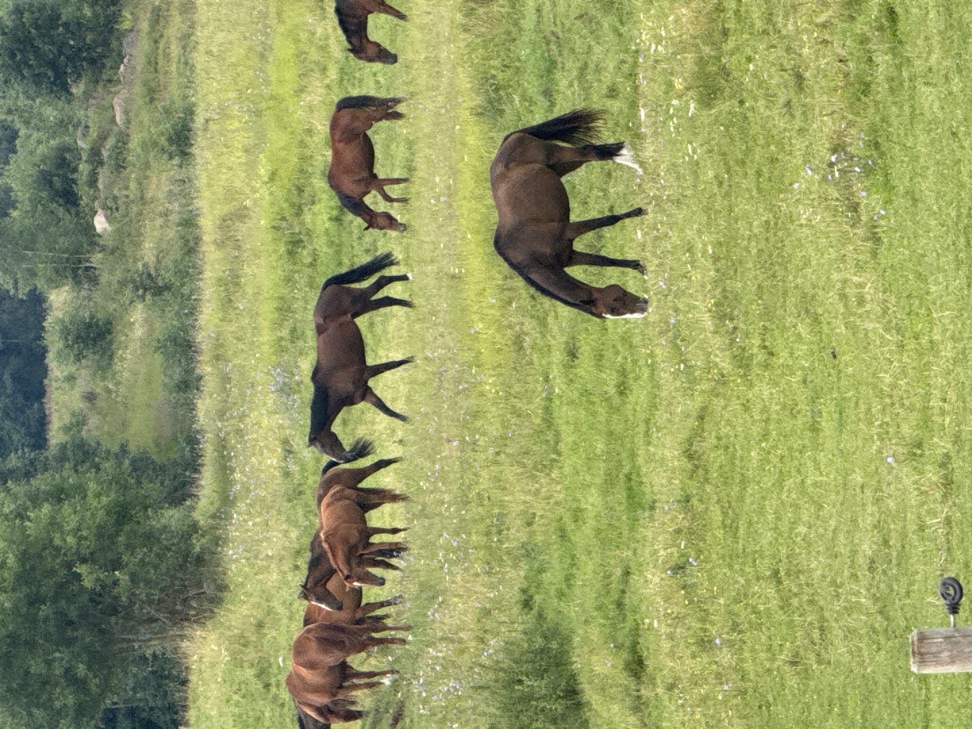Horses grazing in a Lithuanian meadow on a summer morning