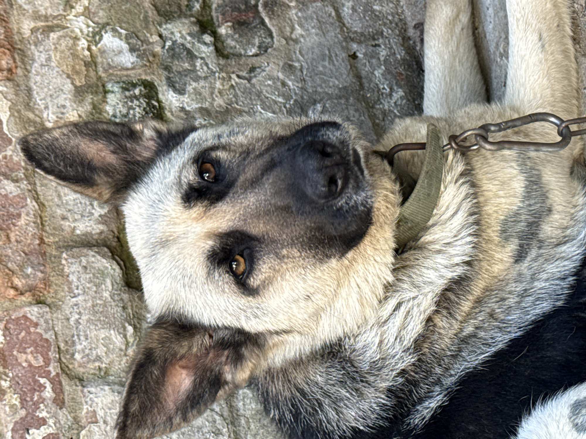 German Shepherd resting outdoors in Cahul on a summer morning
