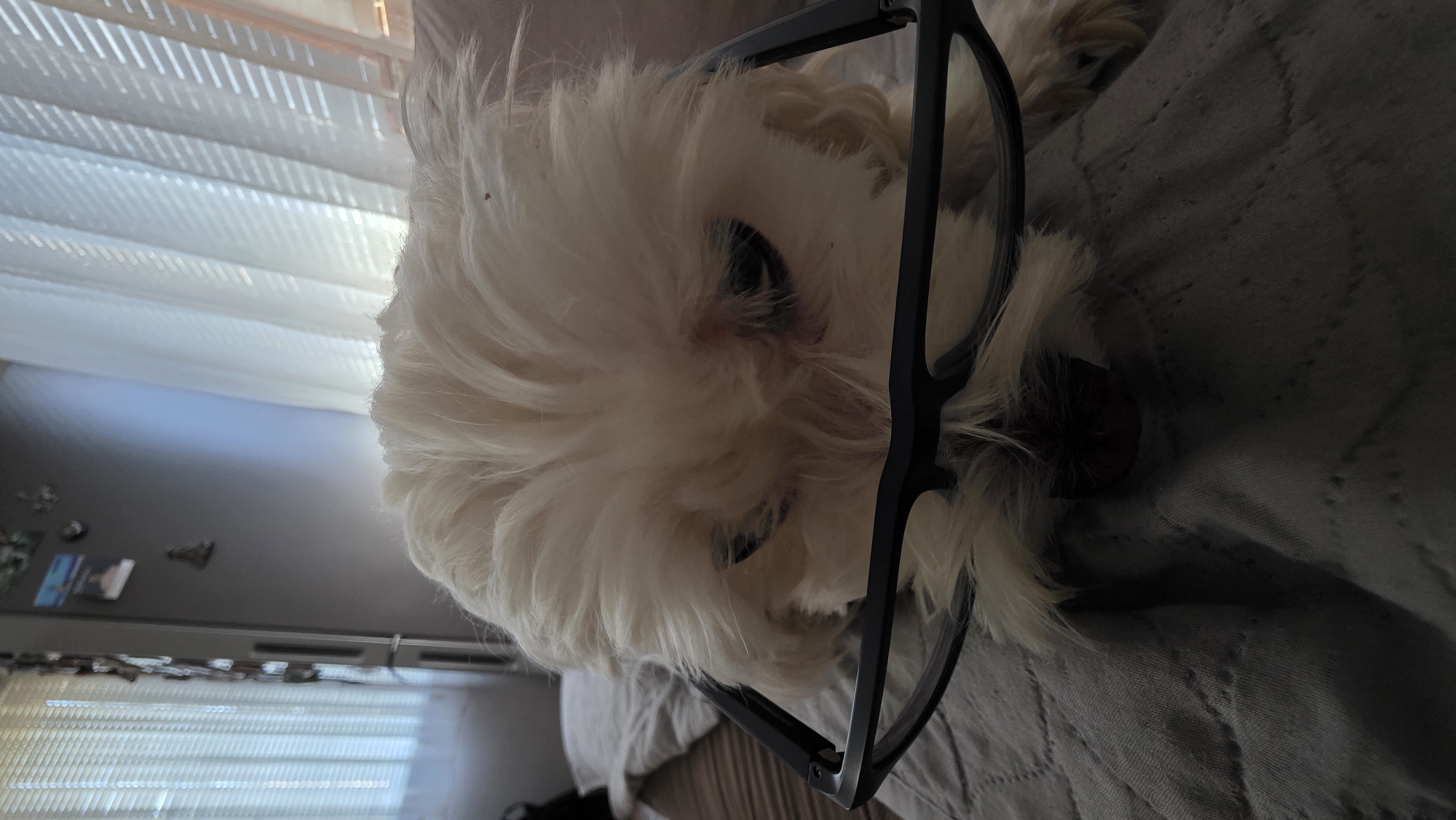 Dog poses in costume accessories during morning photo session