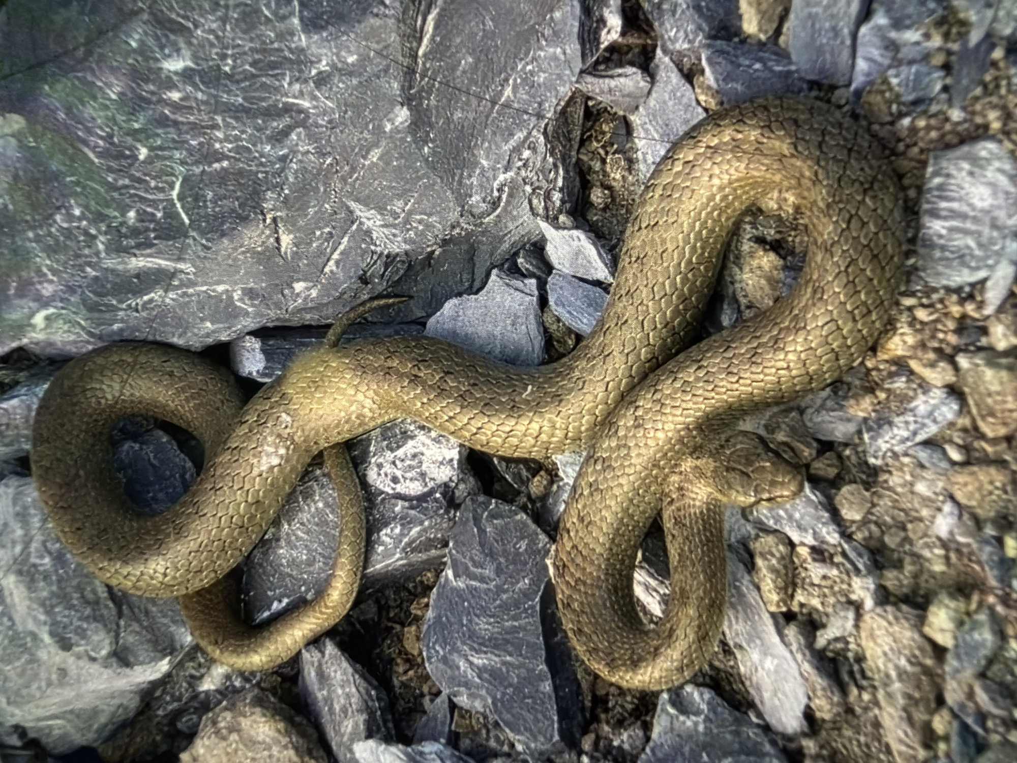 Mountain wildlife encounters and hiking activity documented across snowy terrain