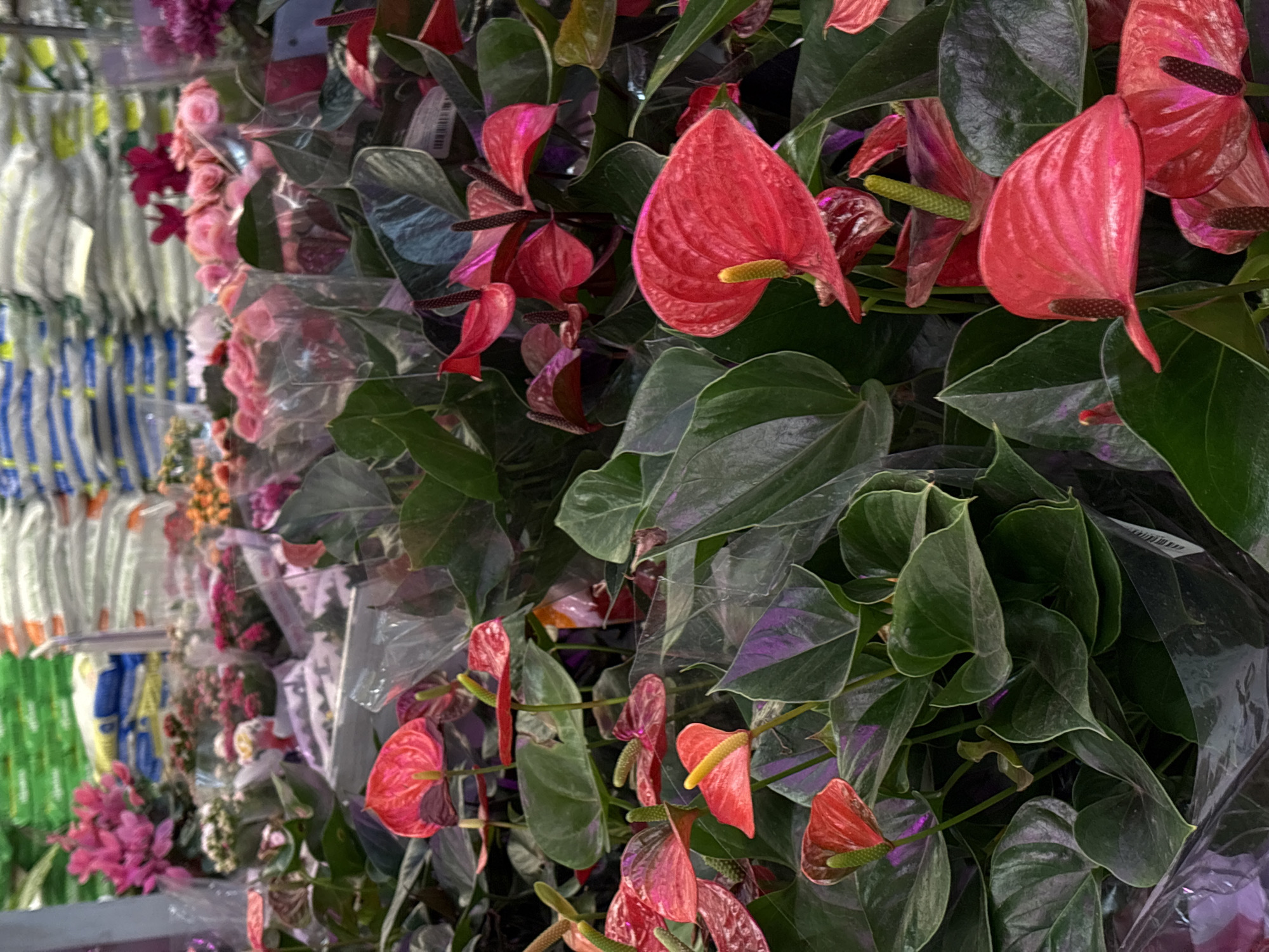 Plant display documented at Krasnoyarsk retail store