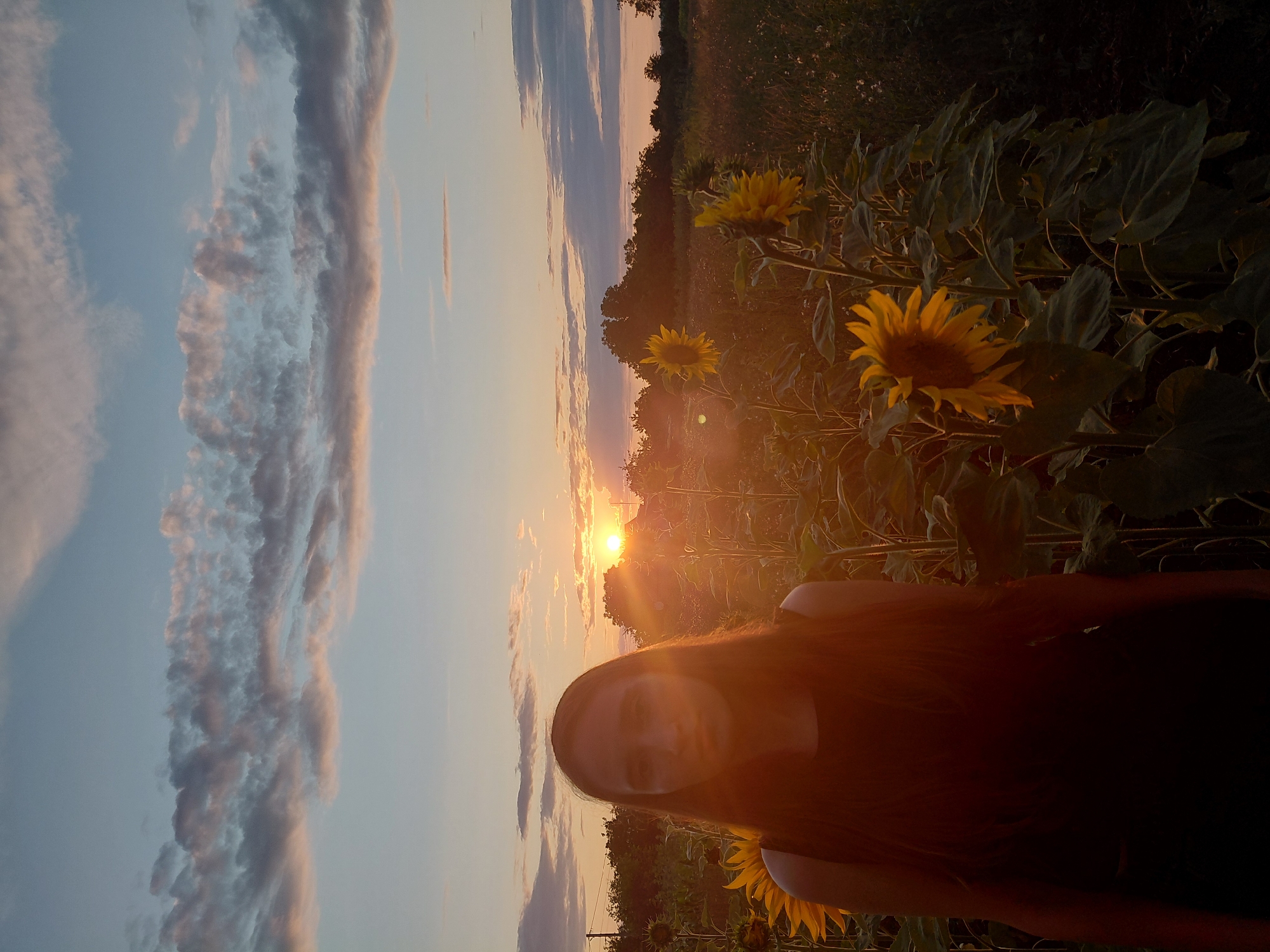Golden hour in a sunflower field, rural surroundings