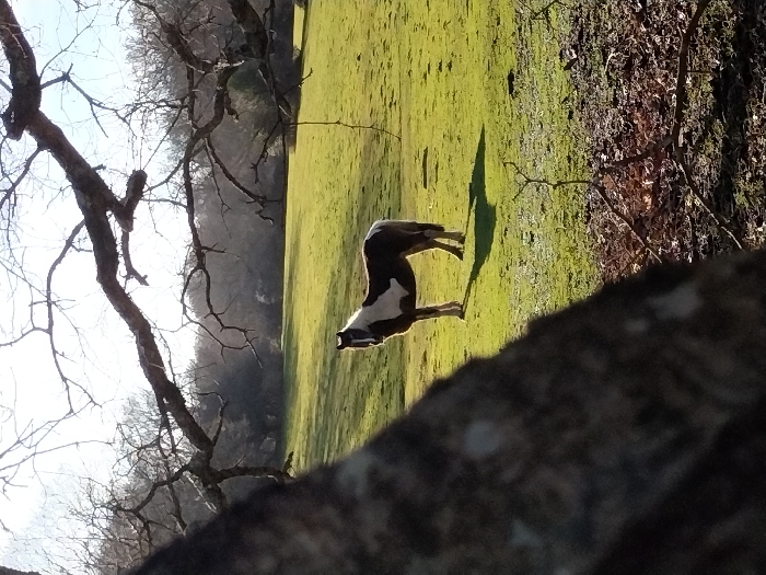 Piebald horse grazes in New Forest countryside