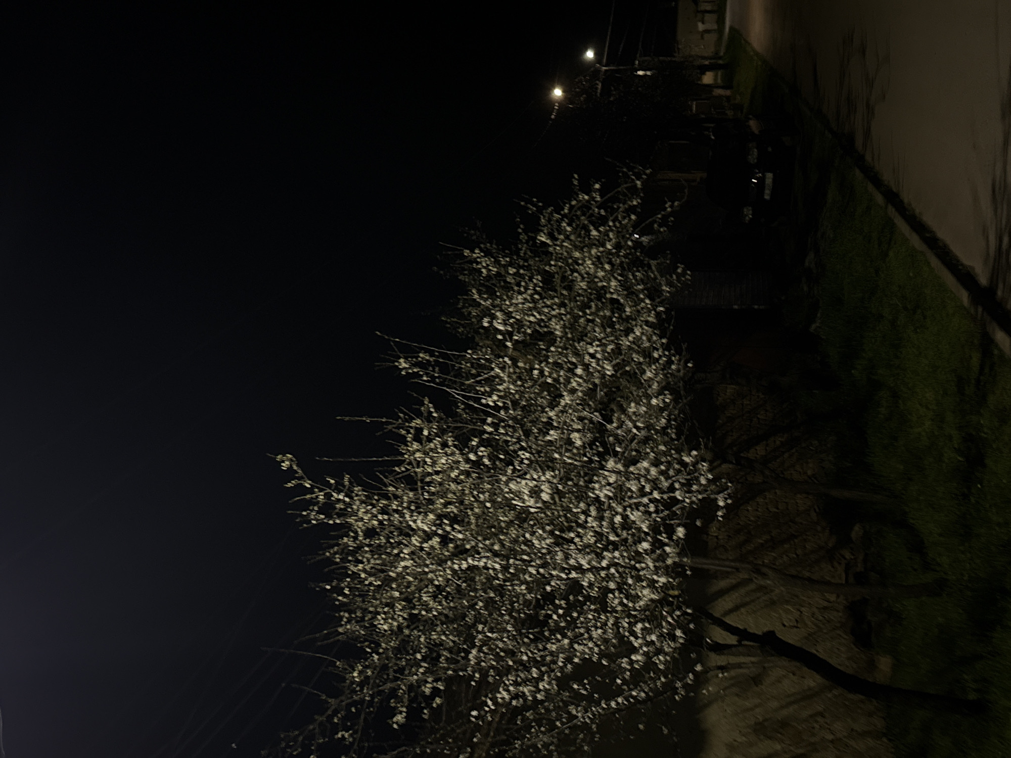 Illuminated blossoming tree observed on dark Smyadovo street