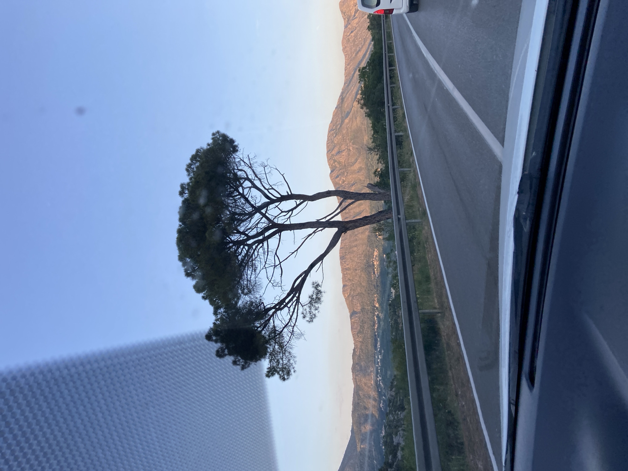 Roadside tree photographed from highway near Čibača, Croatia