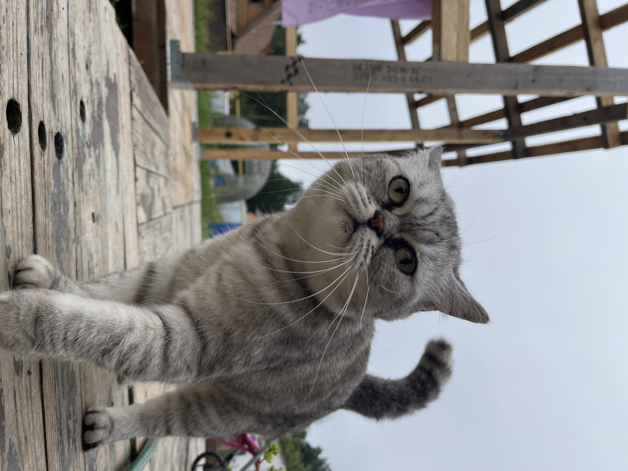 Summer hangout in Chaikovsky with daisies, cats, and selfies