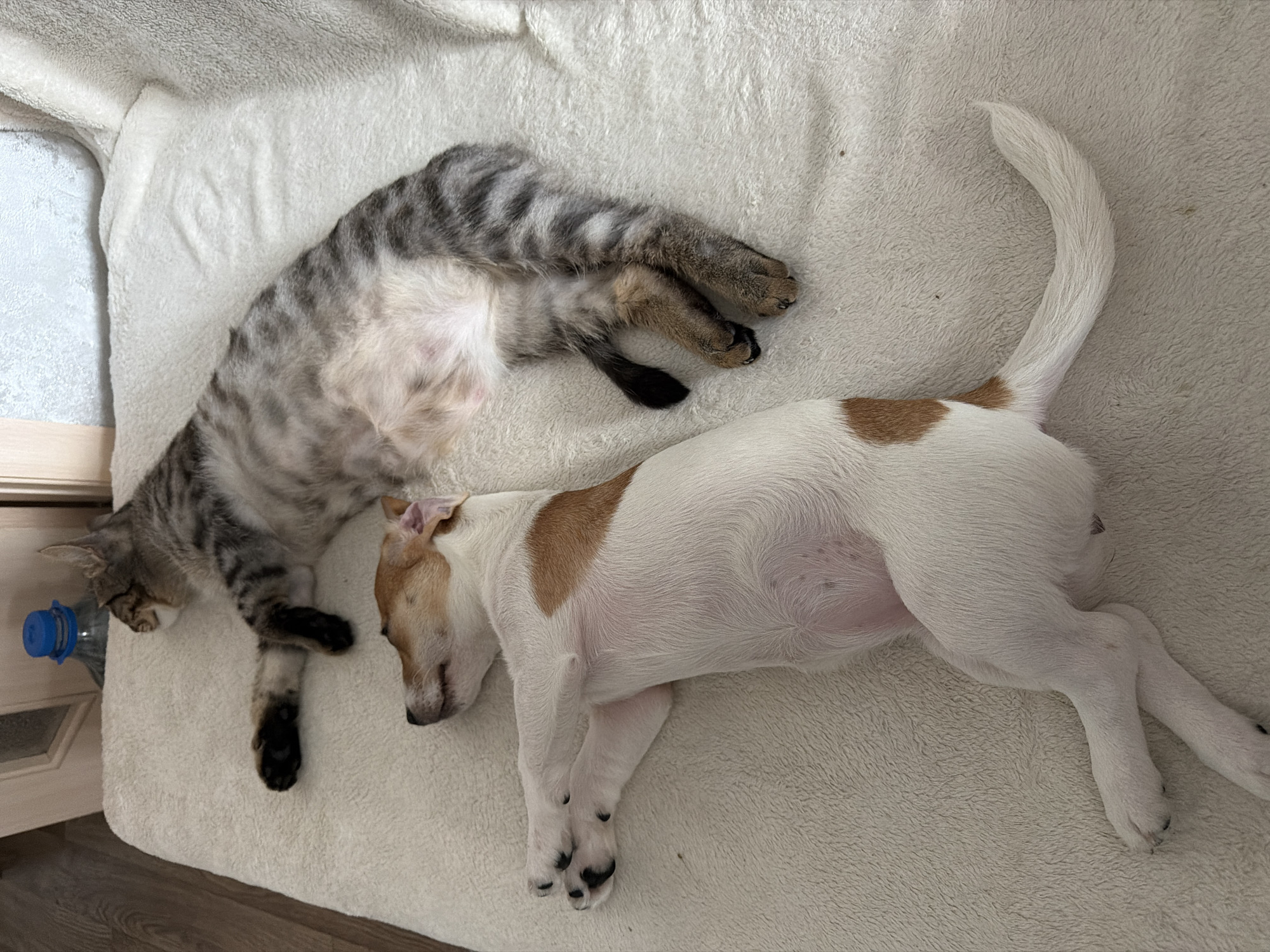 Tabby cat and Jack Russell terrier napping together in Chelyabinsk