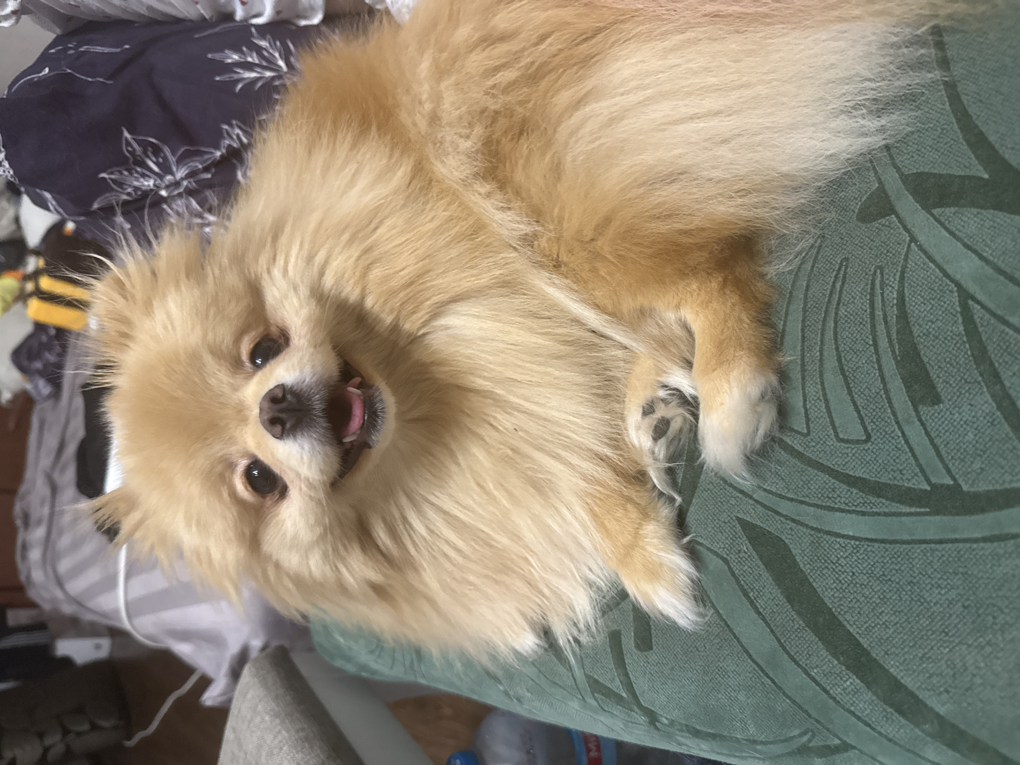 Pomeranian hangout session and apartment snapshots