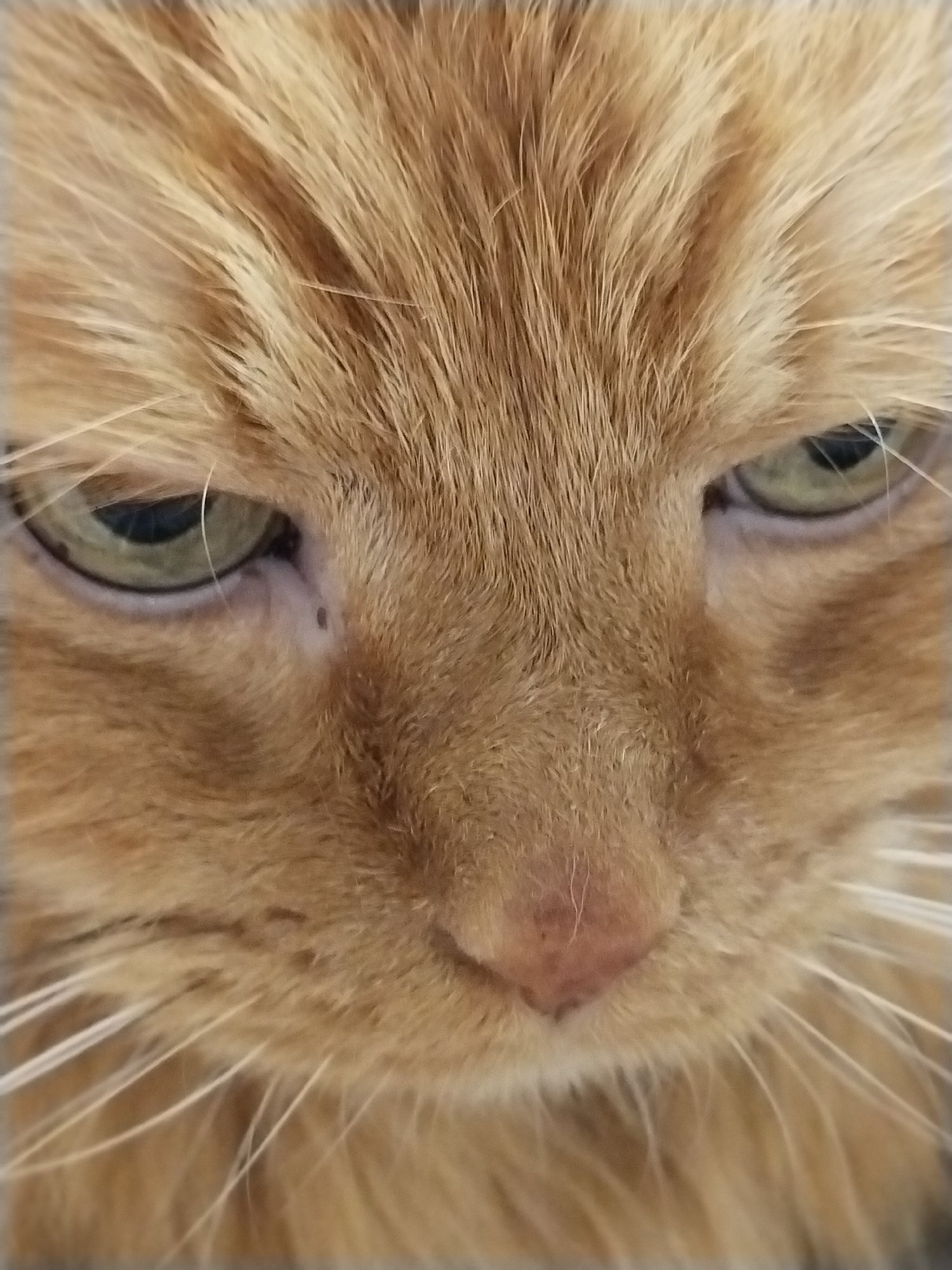 Orange tabby cat up close in Hrodna, Belarus