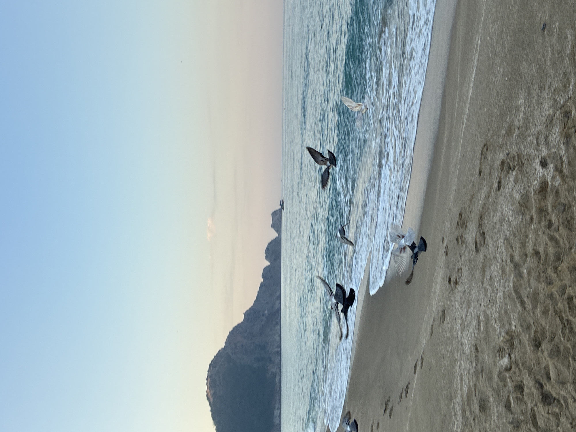 Pigeons, a cat, and calm water at Alanya's shore